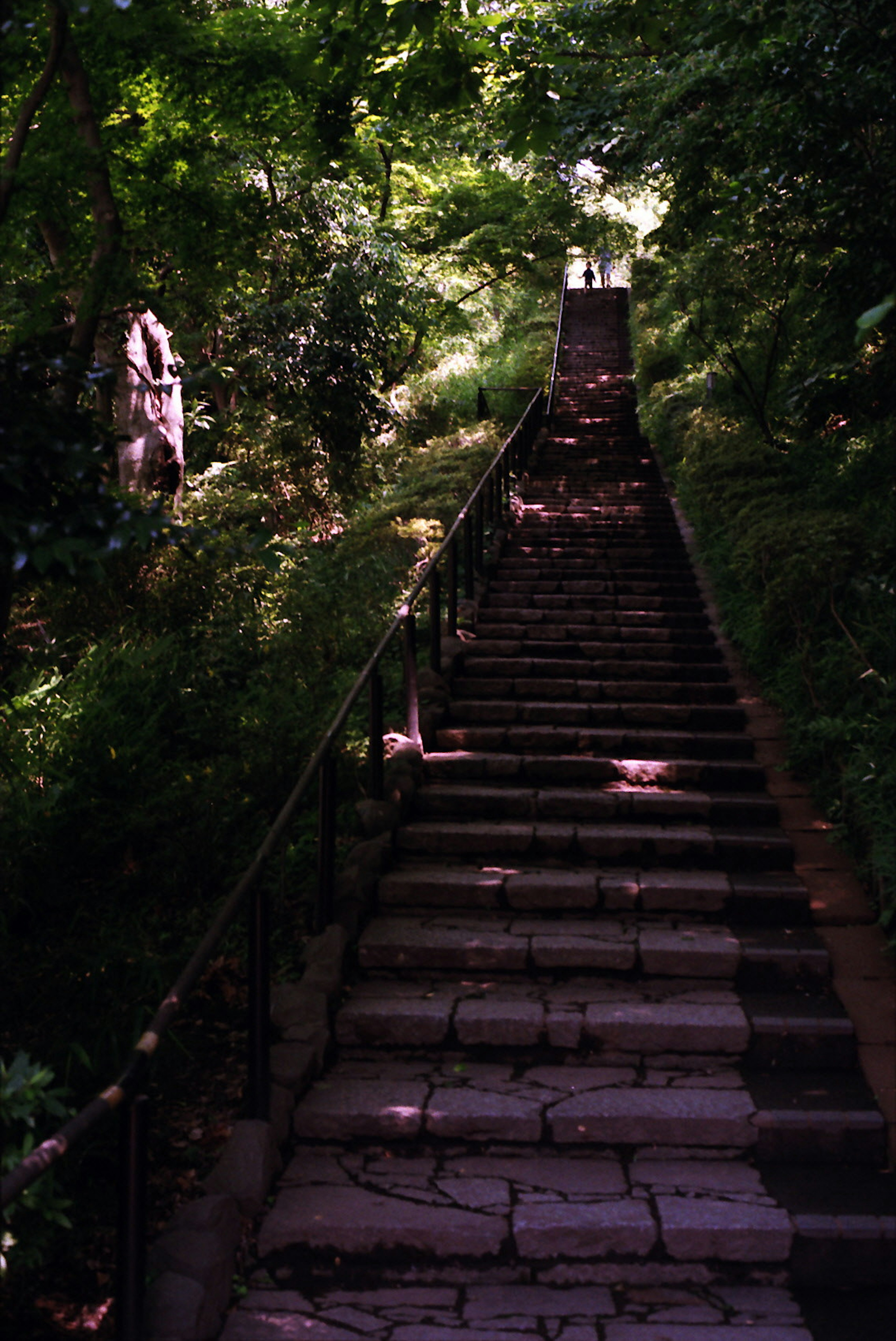 Un escalier en pierre serein entouré de verdure luxuriante