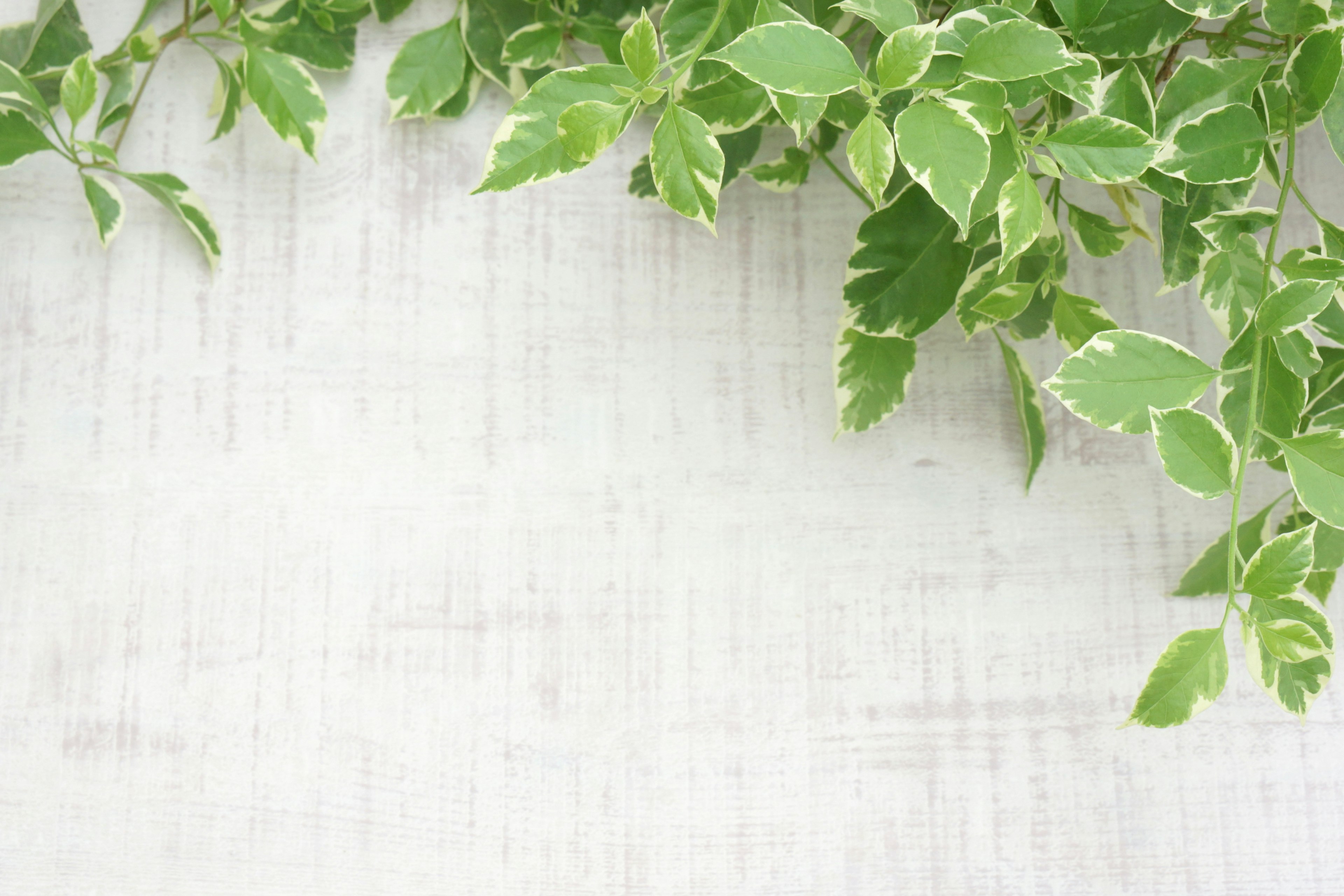 Green leaves on a white wooden background