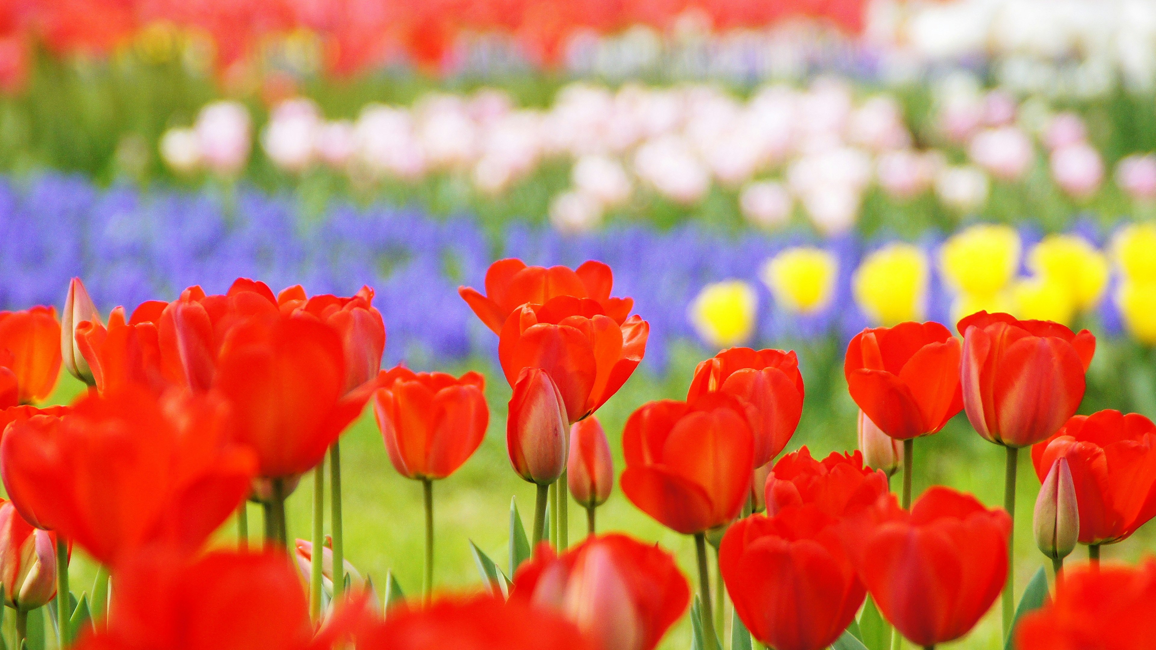 Tulip berwarna-warni mekar di taman bunga yang indah