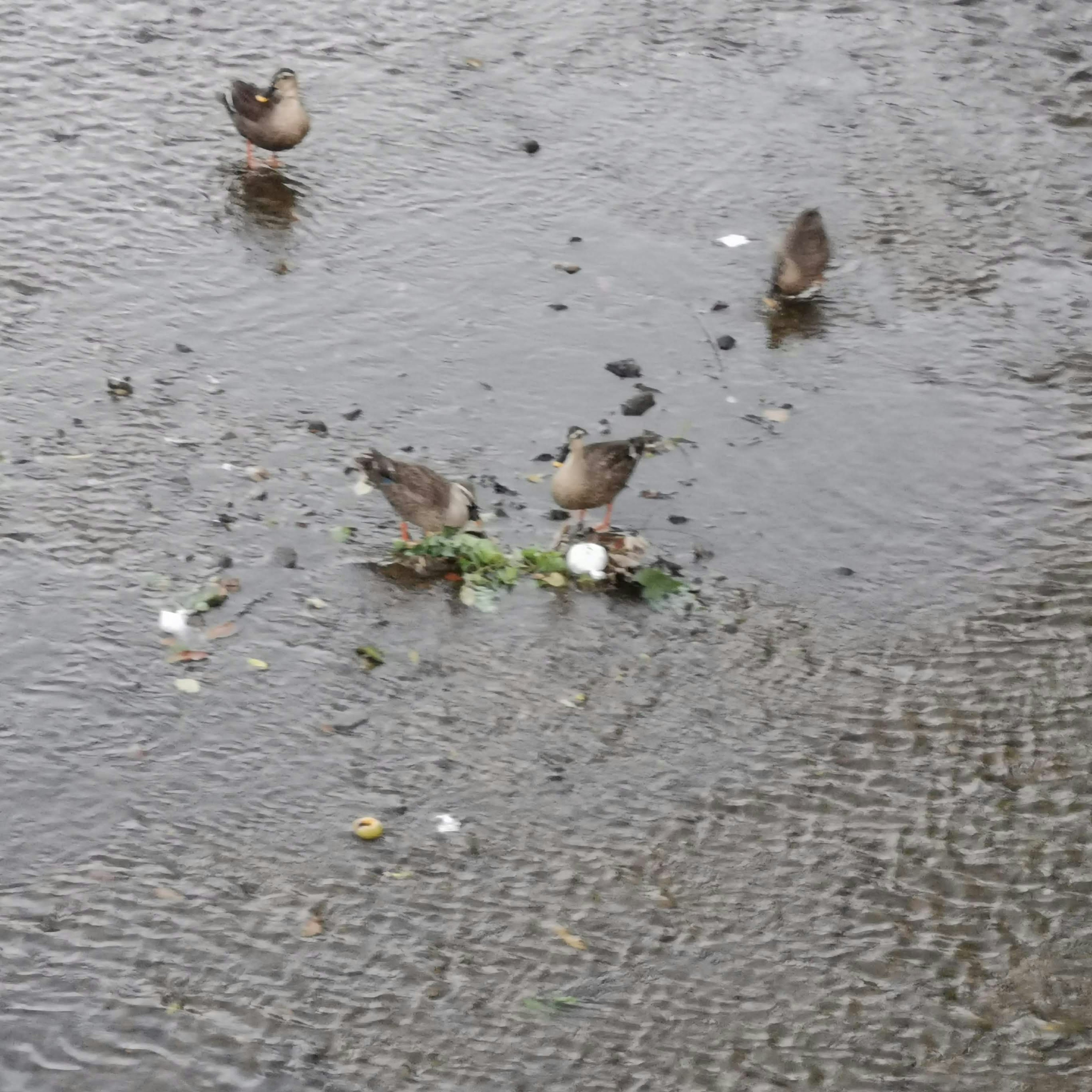 水たまりで餌を探している小鳥たち