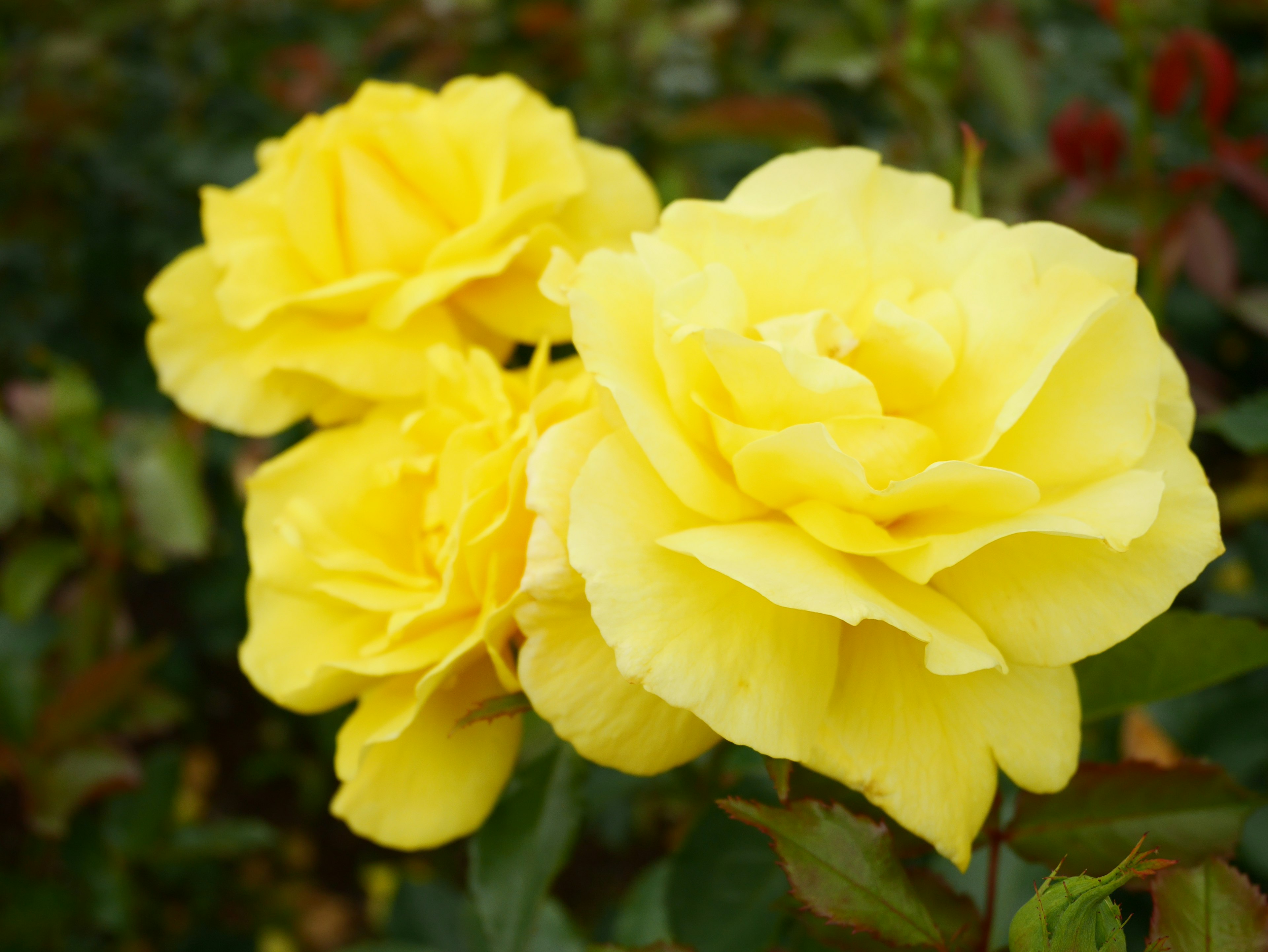 Three blooming yellow roses with lush green leaves