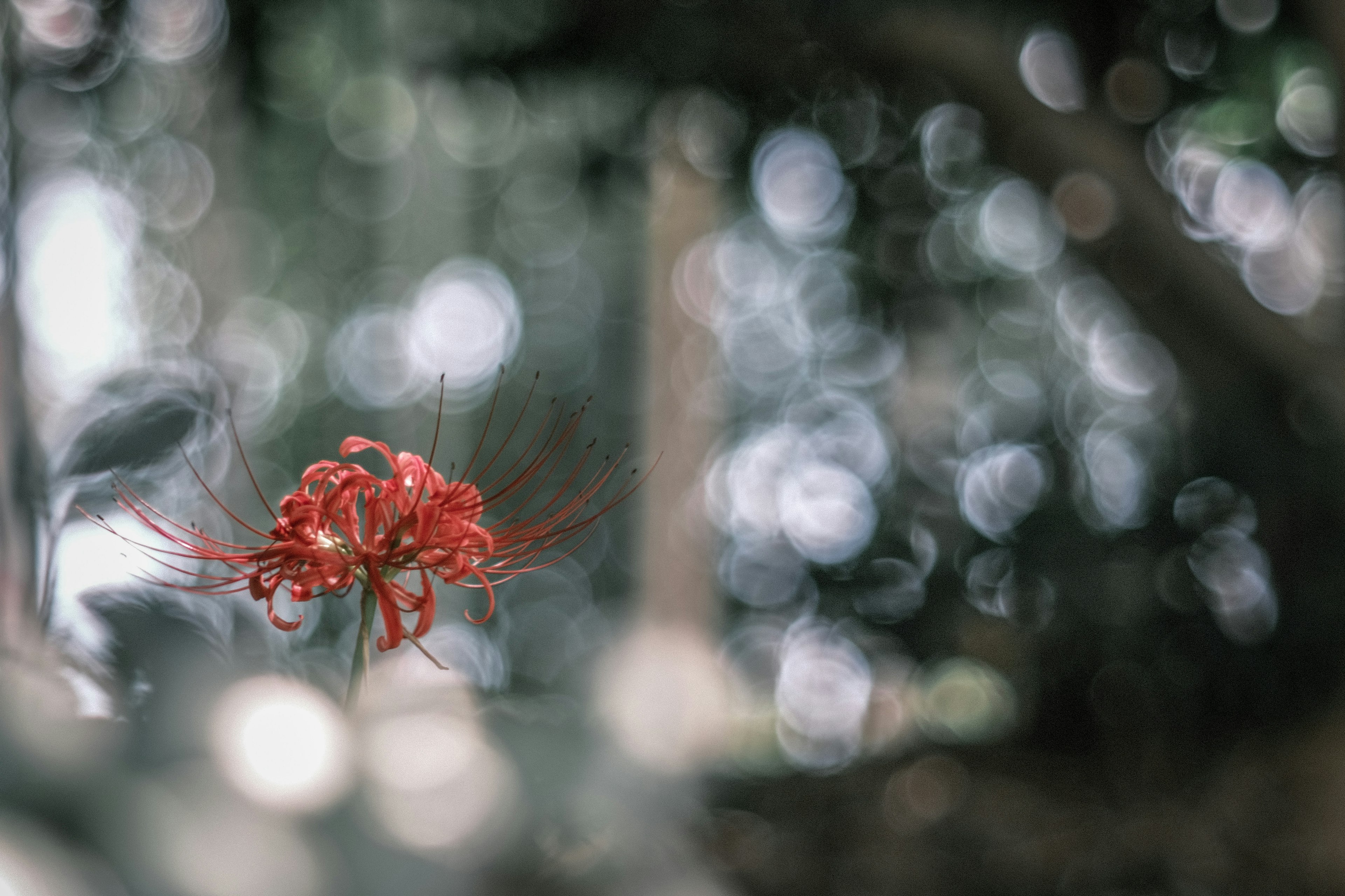 Eine auffällige rote Blume hebt sich vor einem verschwommenen Hintergrund aus Pflanzen ab