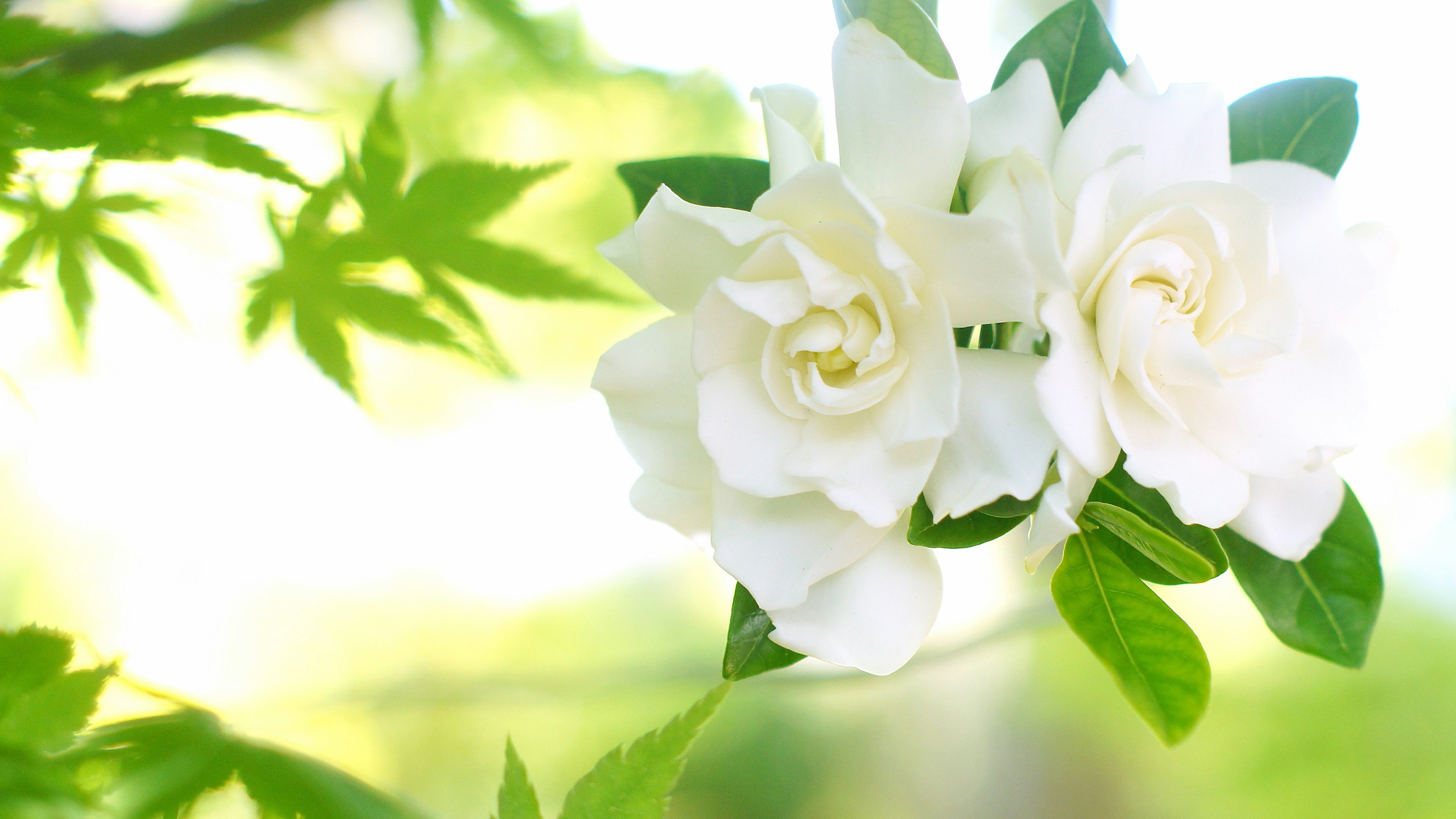 Acercamiento de flores de gardenia con pétalos blancos y hojas verdes