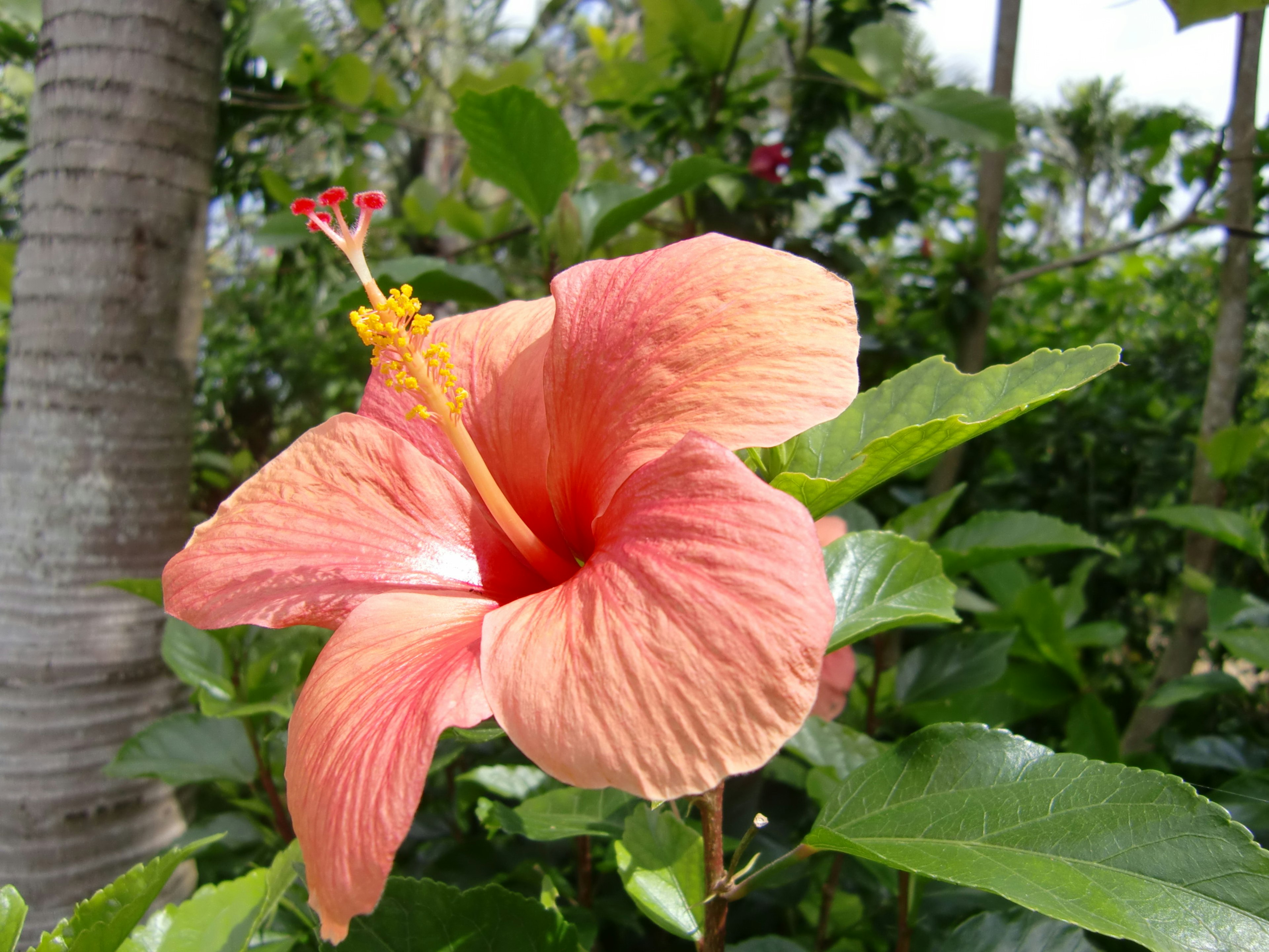 Orange hibiscus flower blooming among green leaves