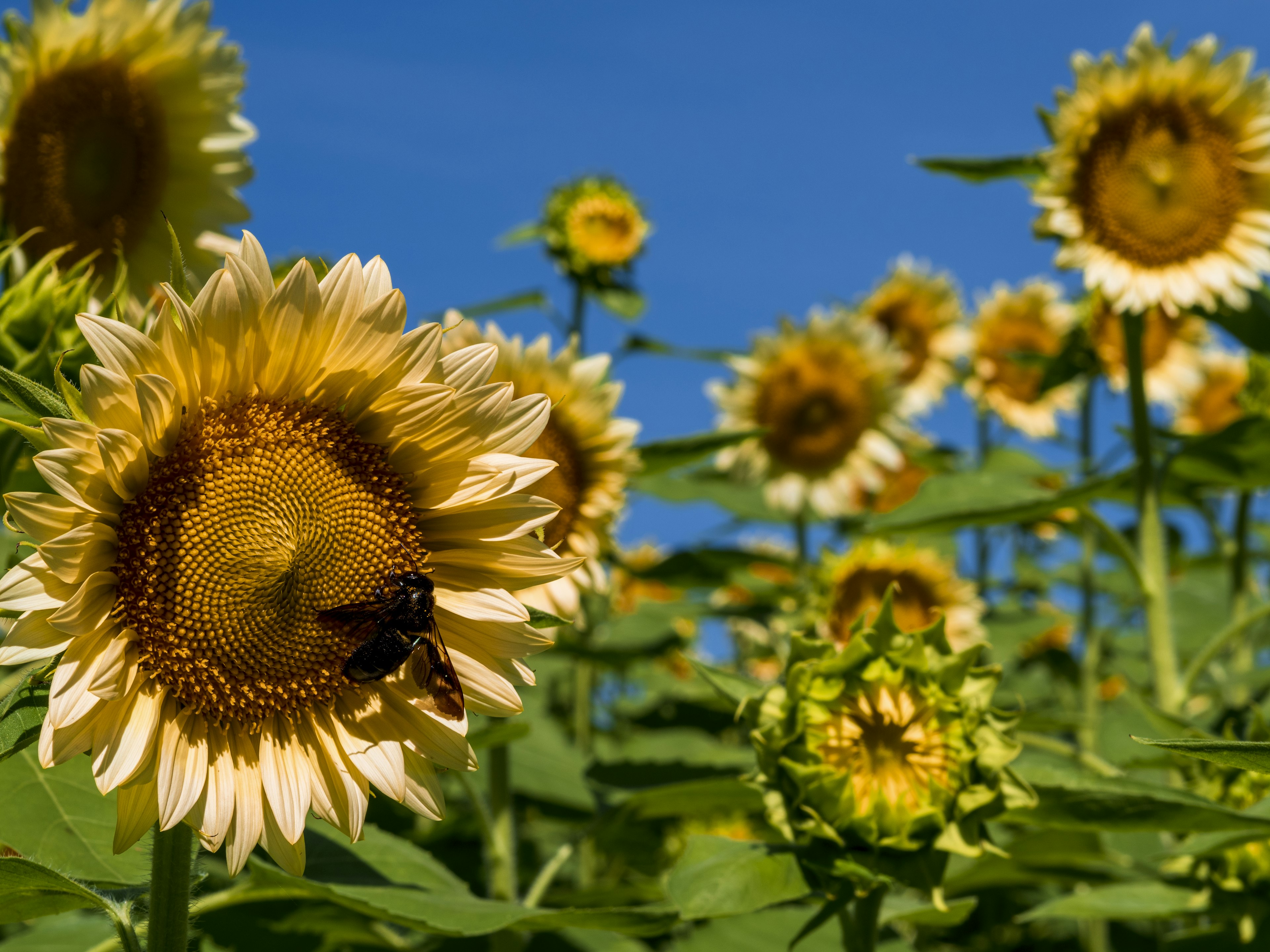 Un campo di girasoli sotto un cielo blu con un'ape che visita un fiore