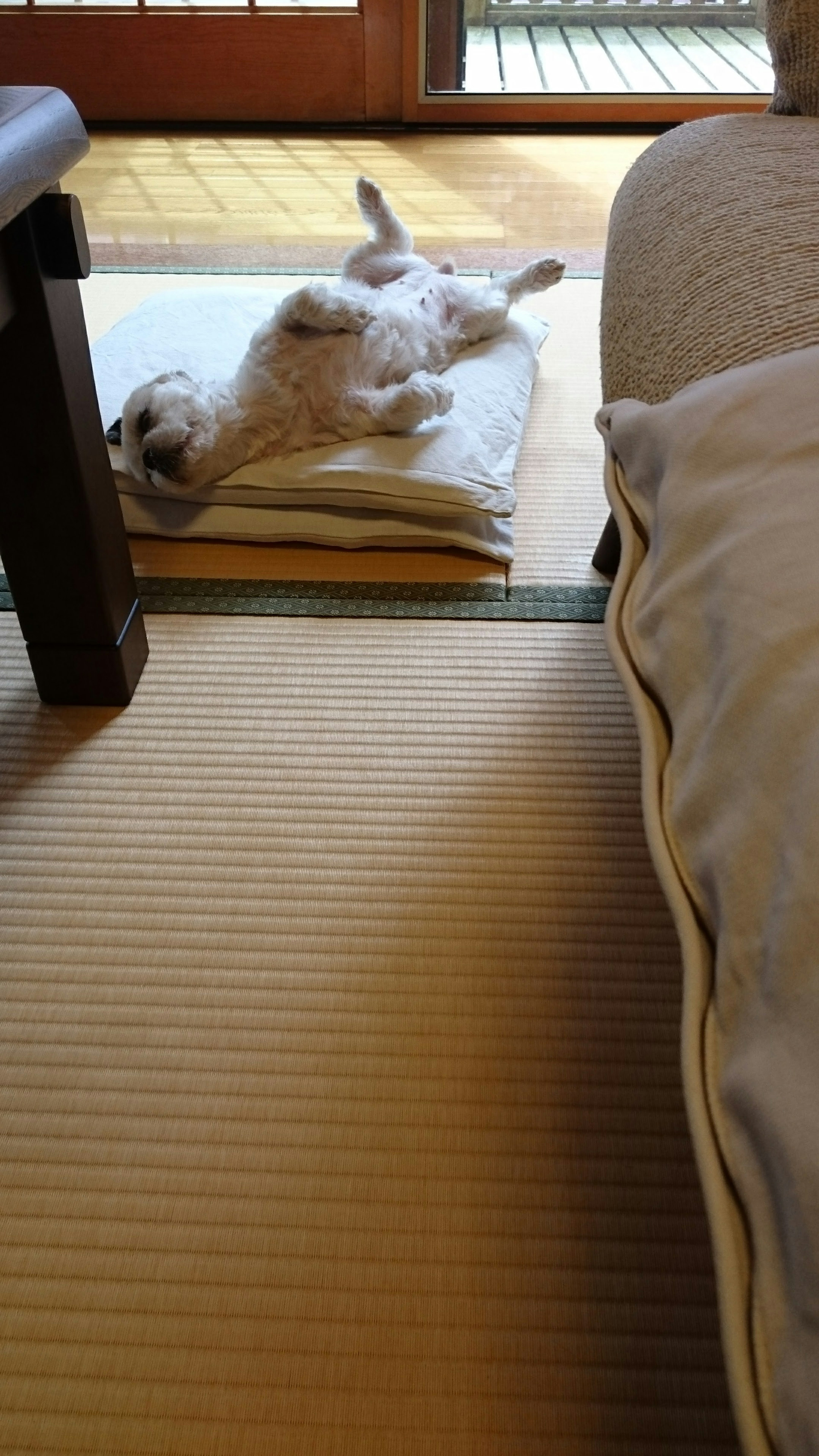 A dog lying on a mat in a traditional Japanese room