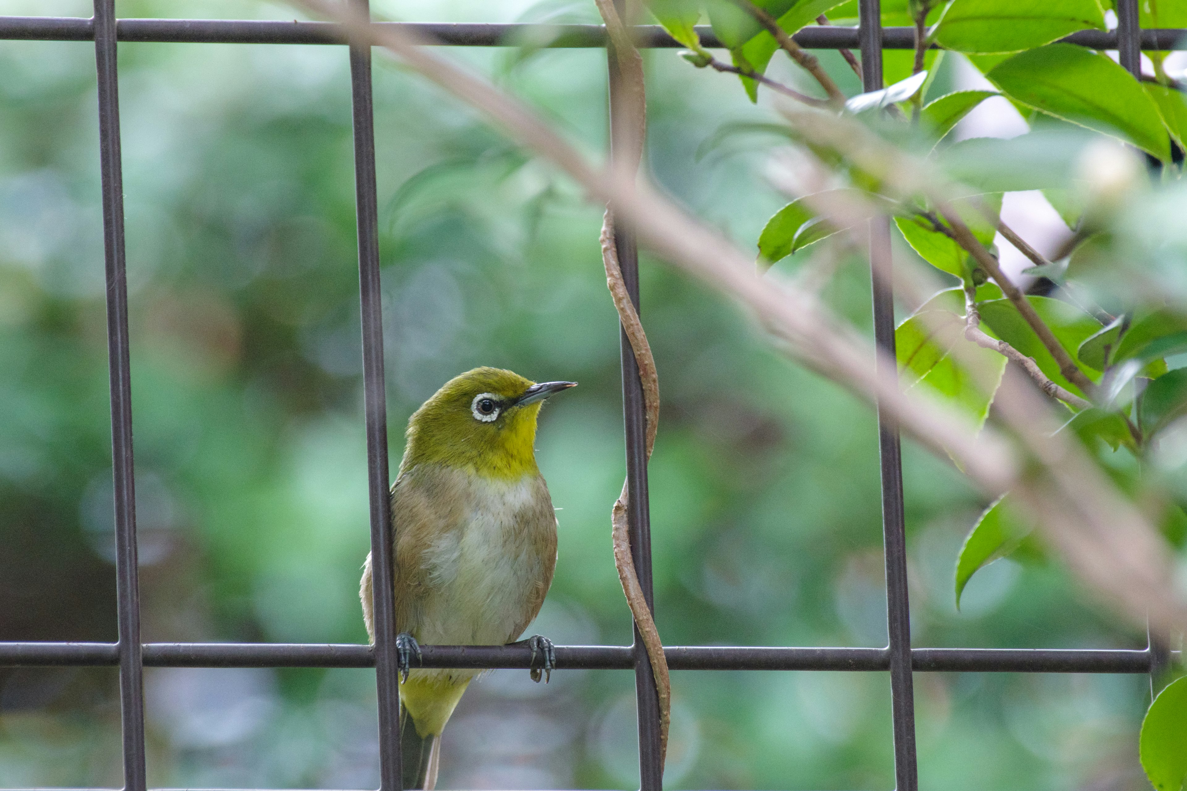 フェンスの隙間から見えるメジロの鳥 緑色の羽毛と大きな目