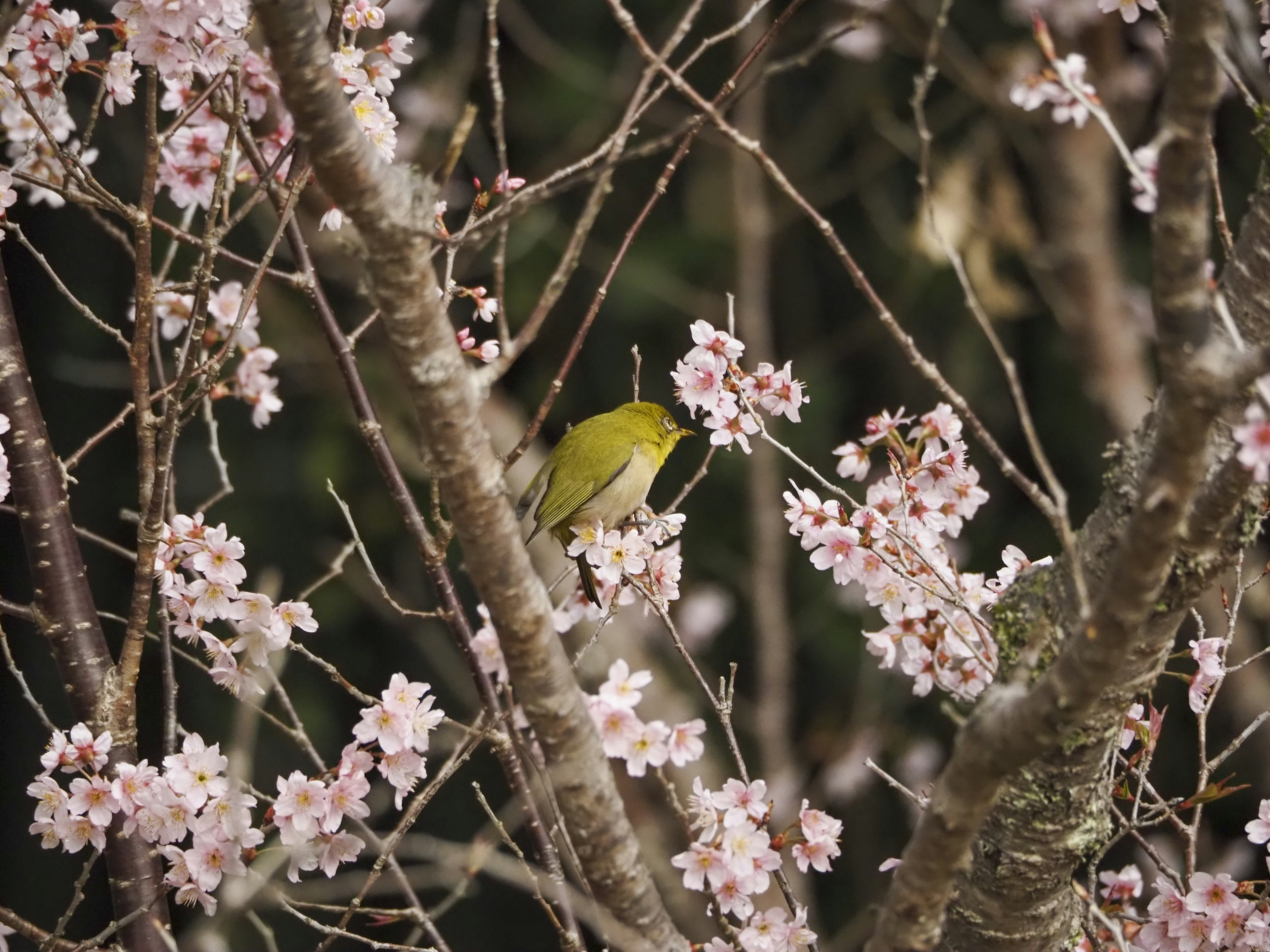 Petit oiseau jaune cherchant de la nourriture parmi les fleurs de cerisier