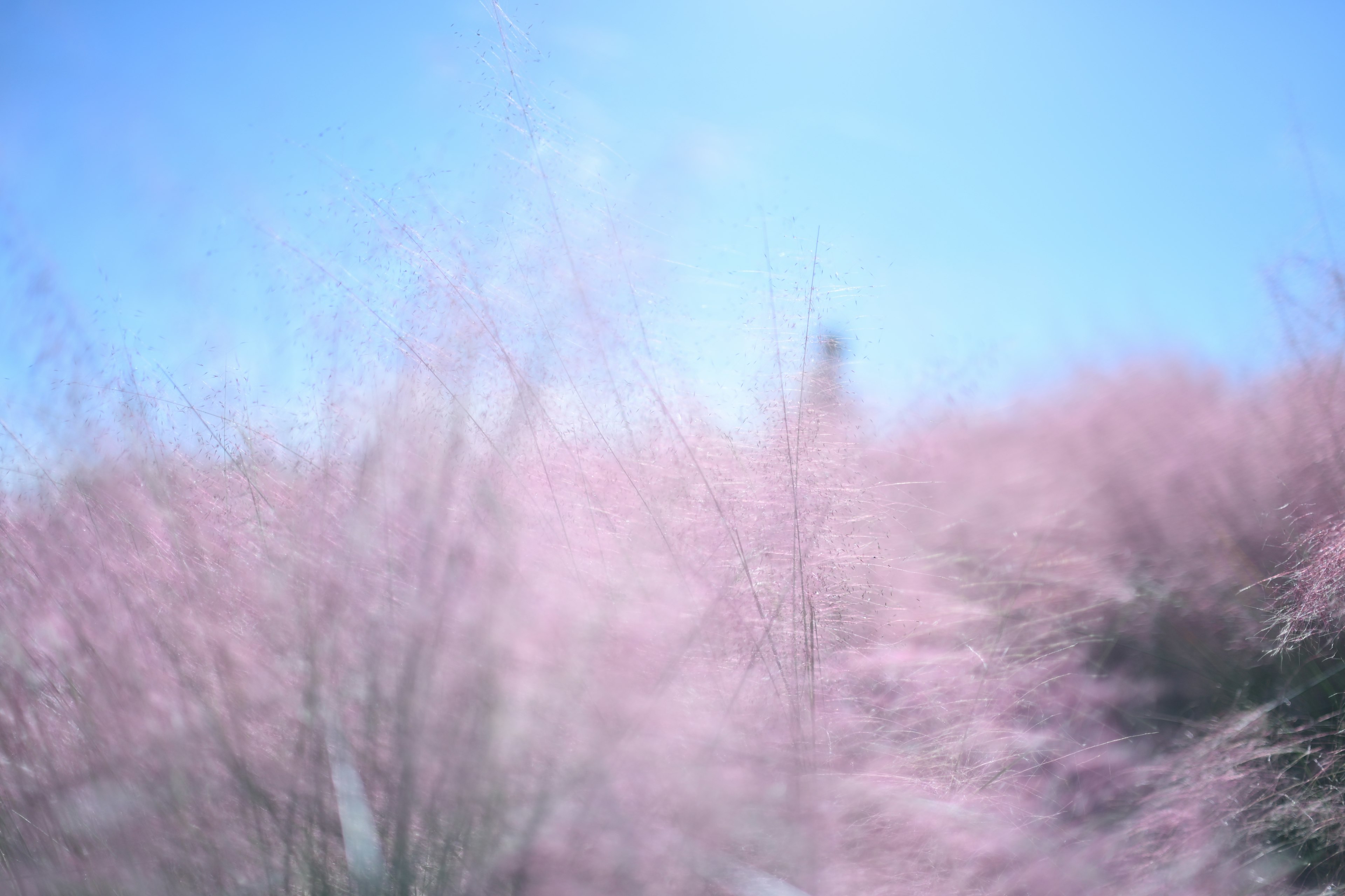 Landschaft mit sanft rosa blühenden Bäumen vor blauem Himmel