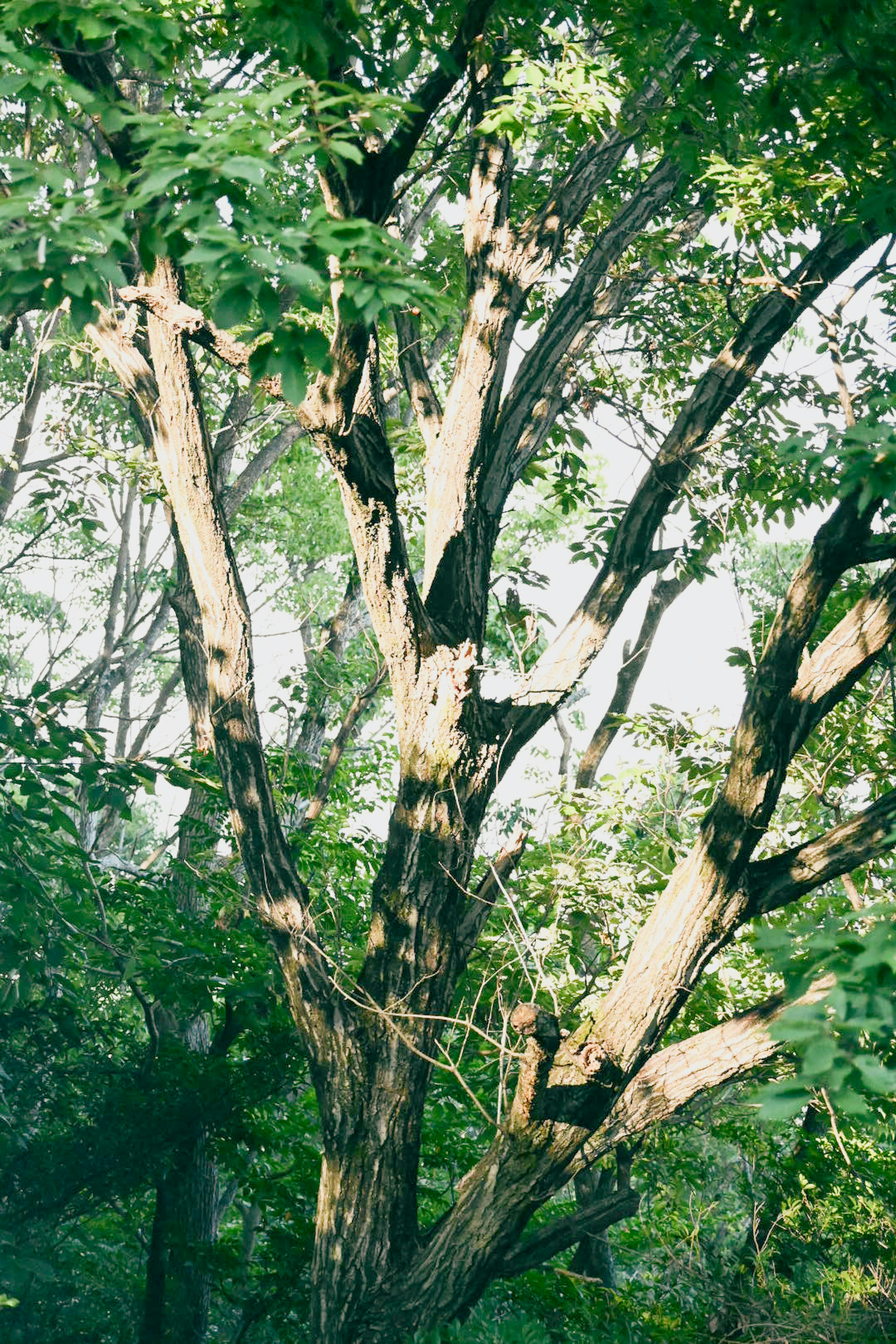 Une photo d'un arbre avec des feuilles vertes et une écorce texturée