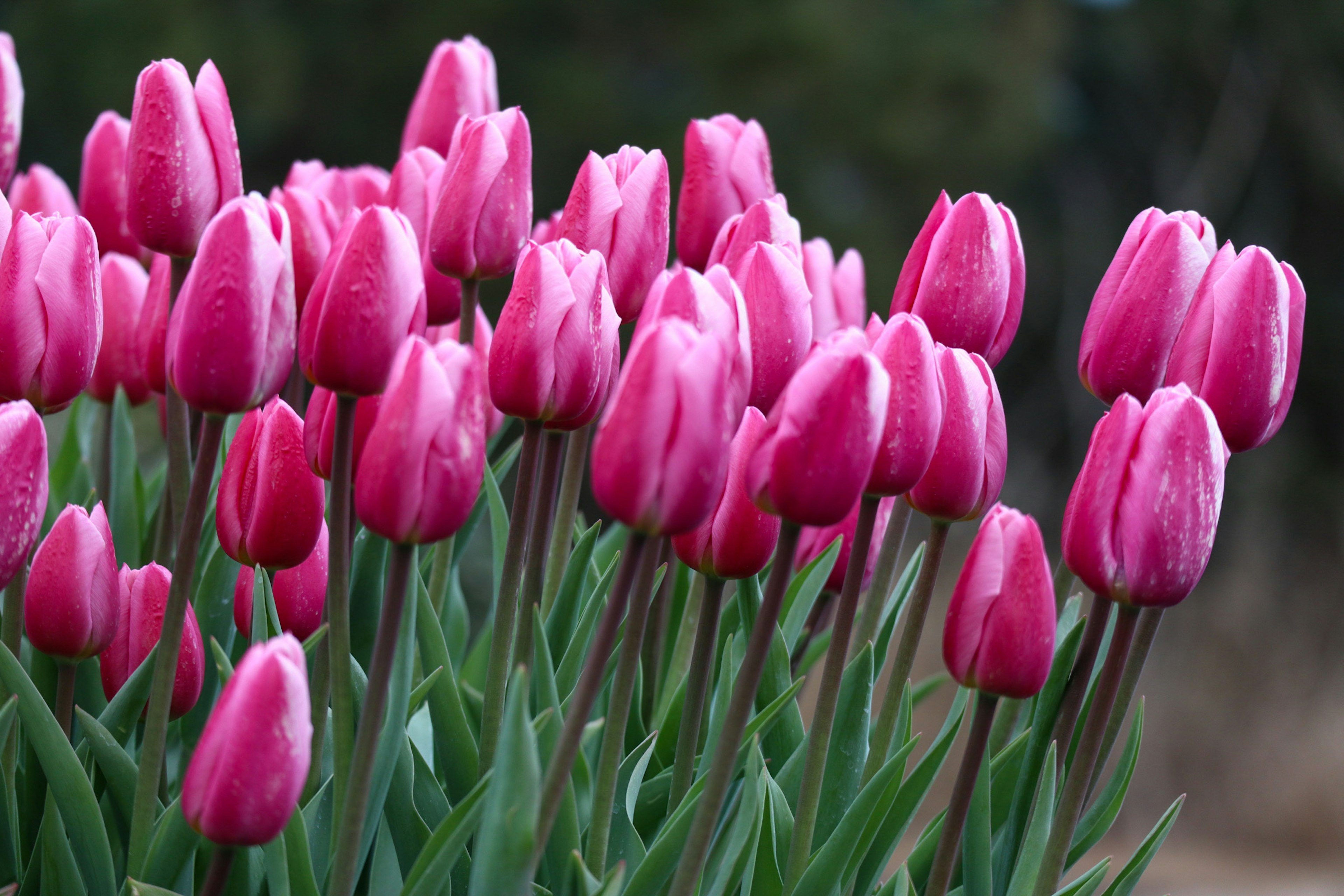 Lebendige rosa Tulpen, die in einem schönen Blumenbeet gruppiert sind