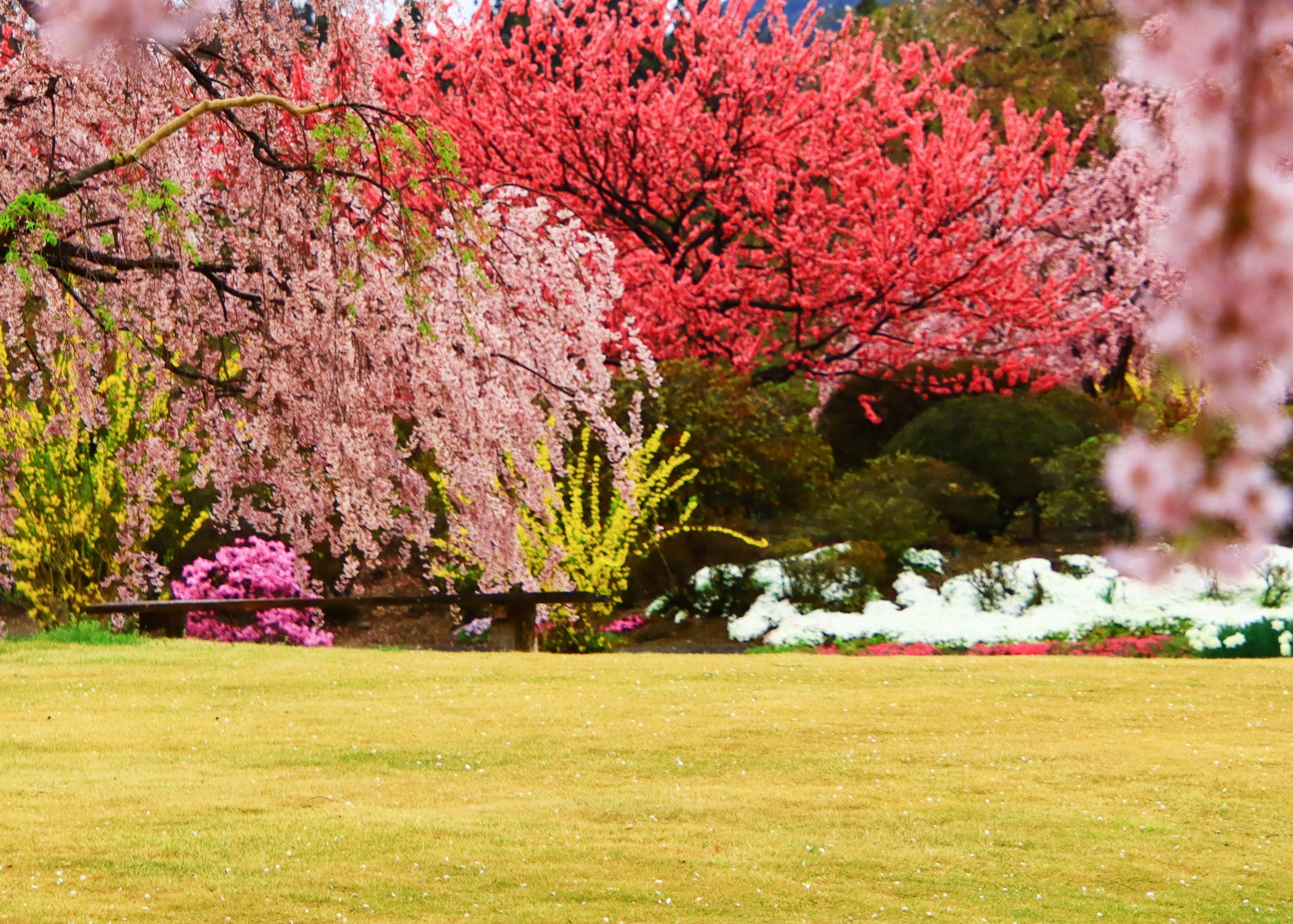 色とりどりの桜の木が並ぶ庭の風景