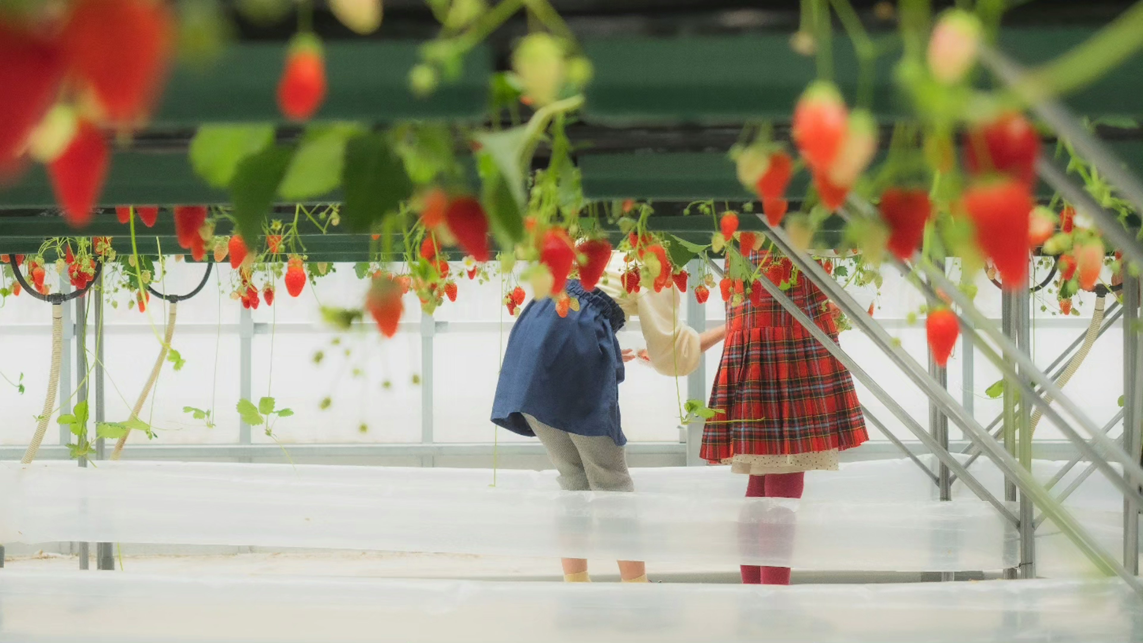 Children in a greenhouse picking strawberries with red fruit hanging