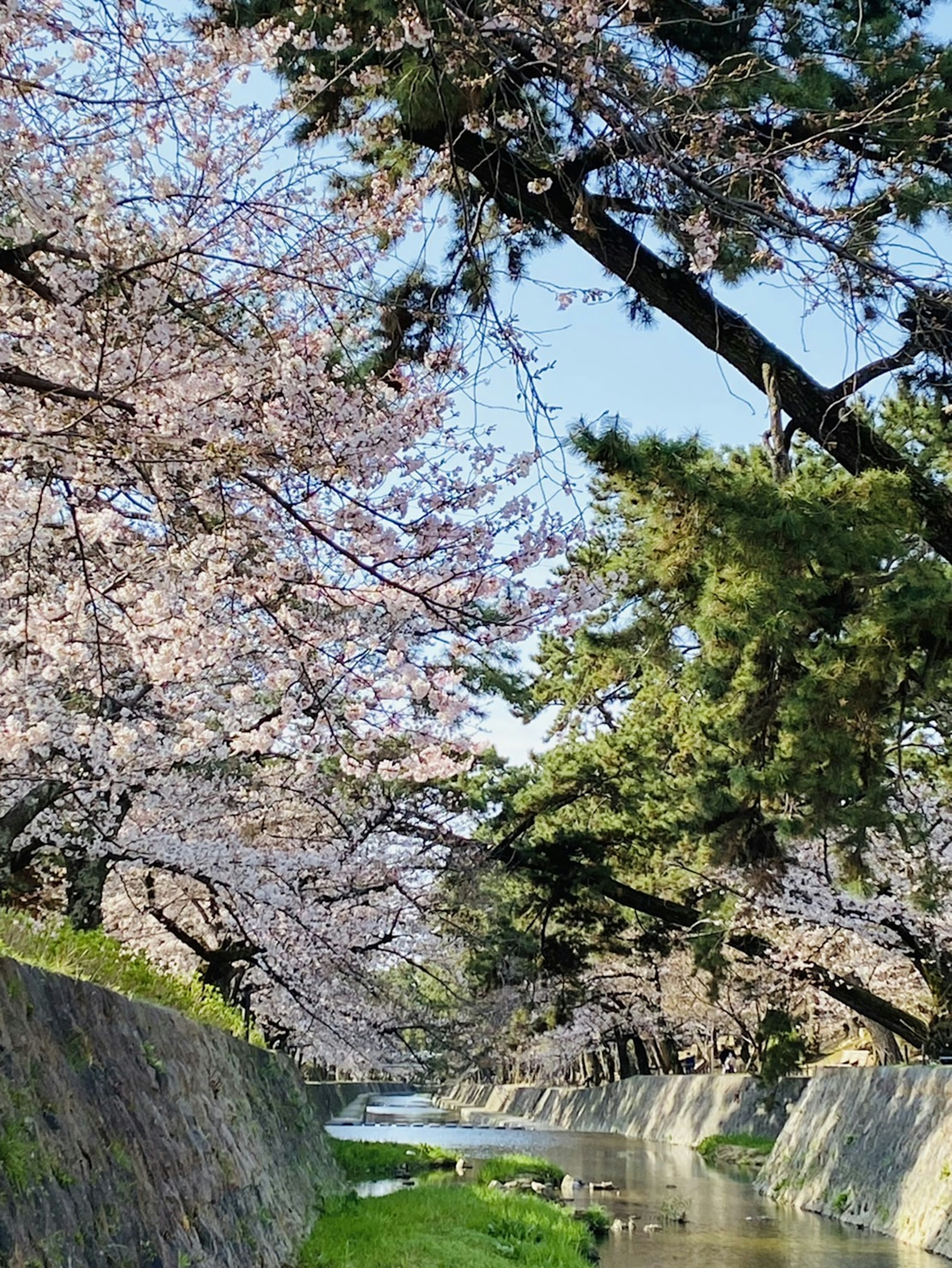 桜の木が並ぶ川沿いの風景