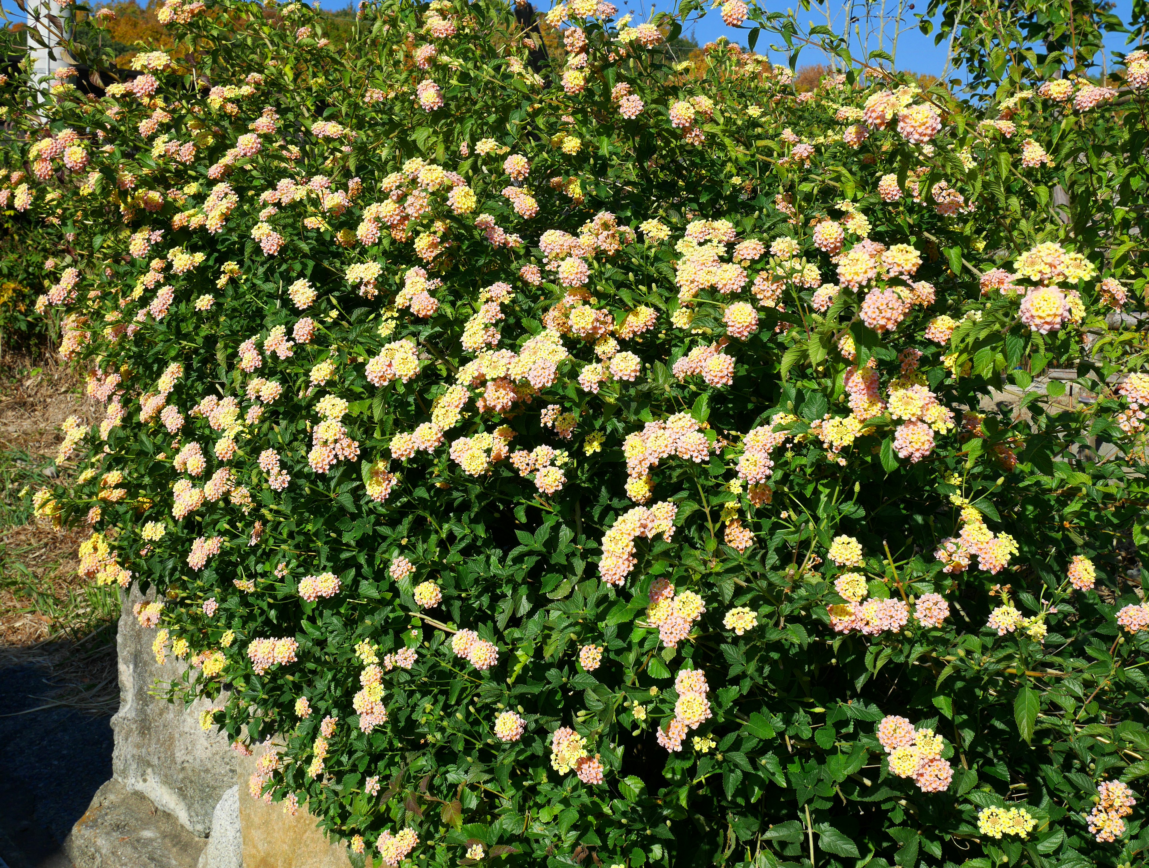 色とりどりの花が咲く緑豊かな茂みの画像