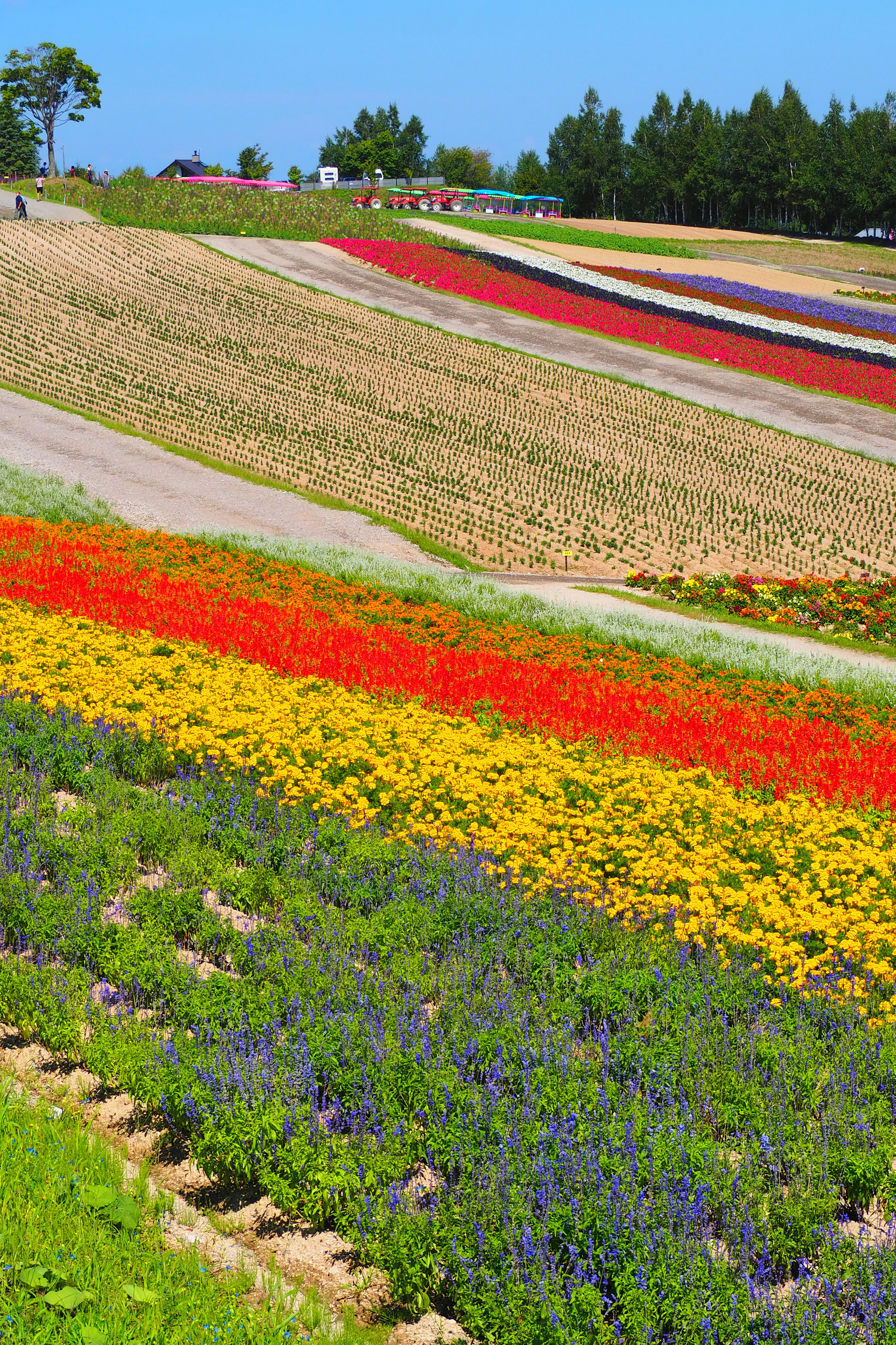 Vibrant flower fields with colorful stripes in a hilly landscape