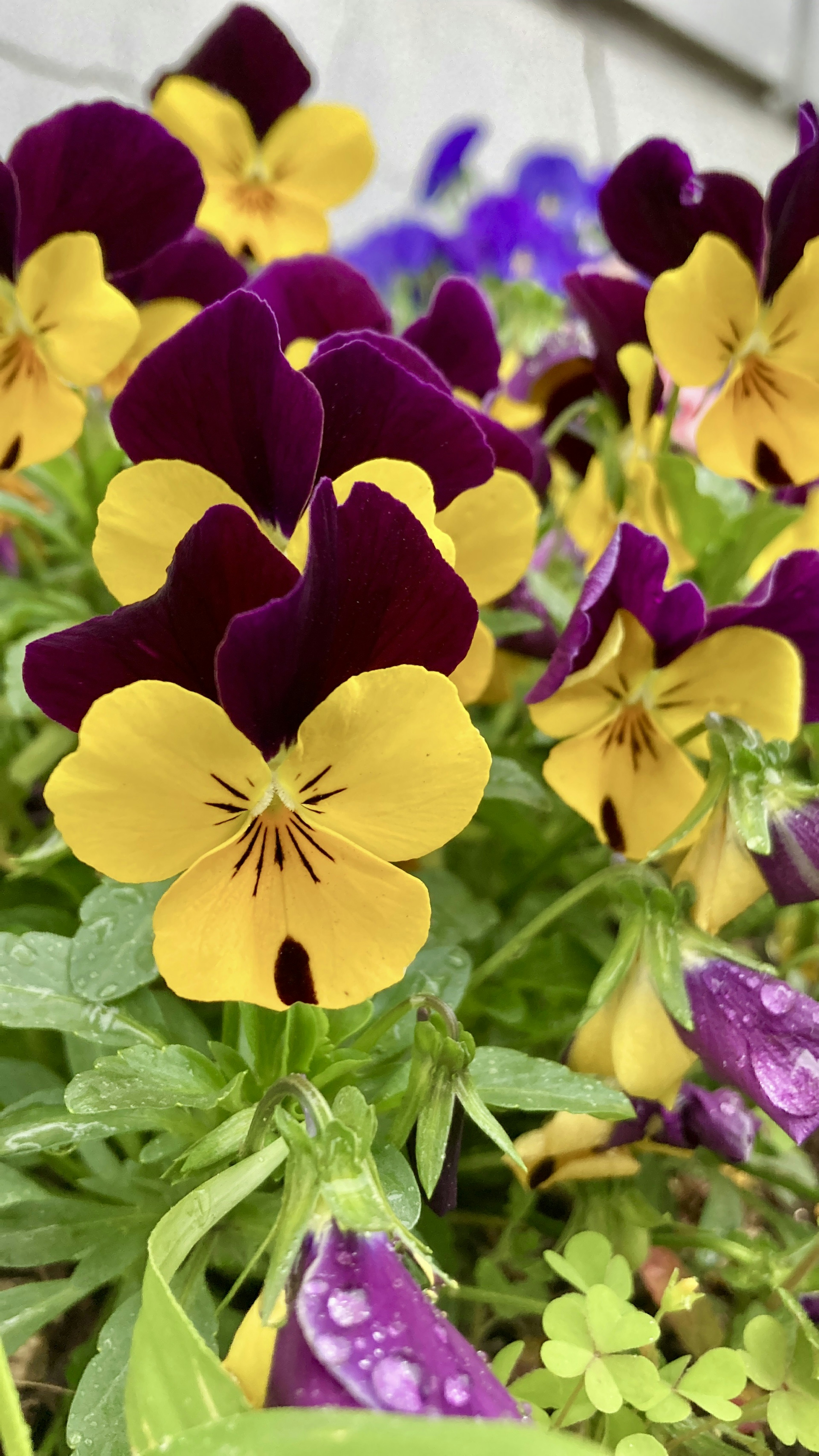 Gros plan de pensées avec des fleurs violettes et jaunes