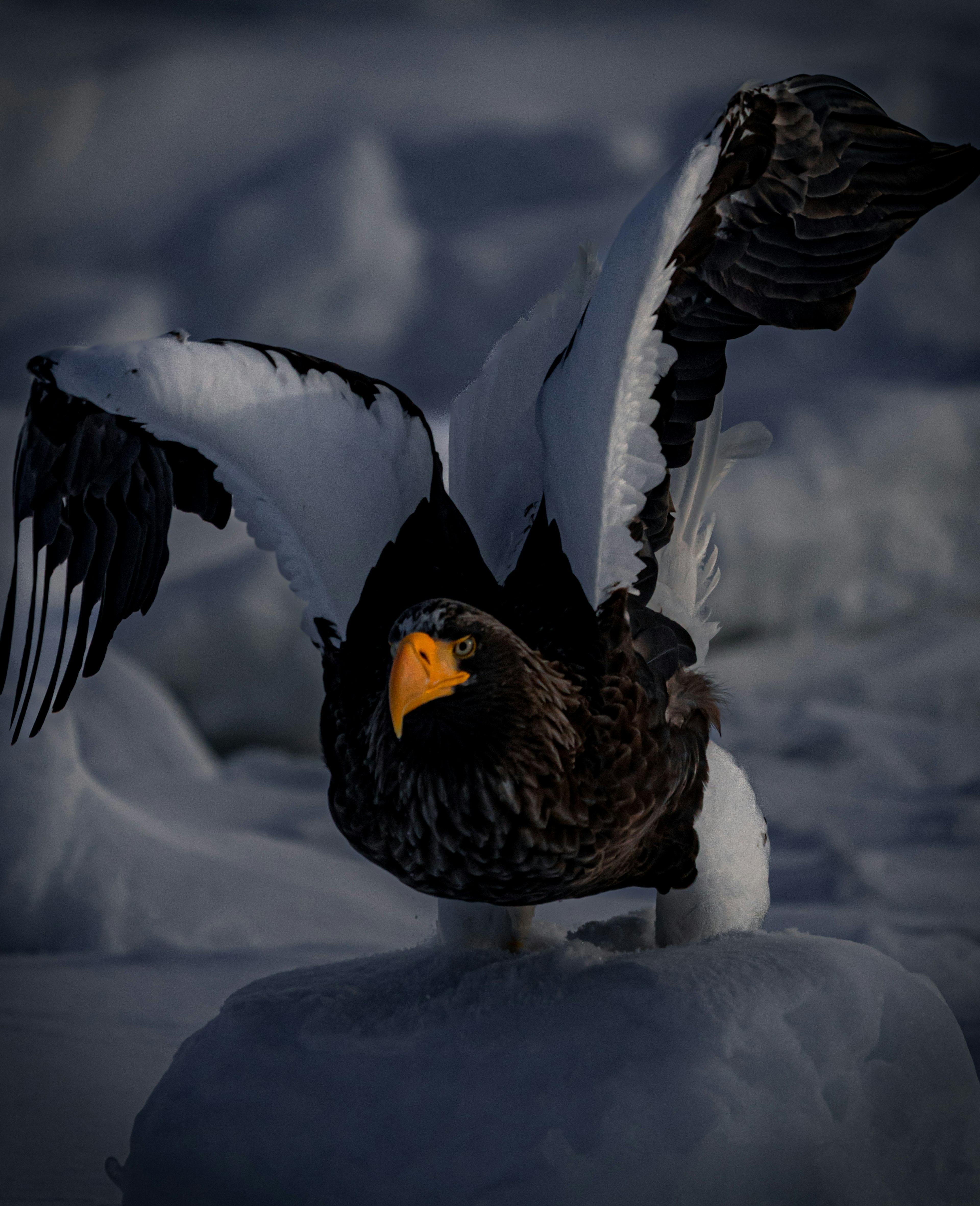 Aquila di Steller che apre le ali mentre sta su ghiaccio