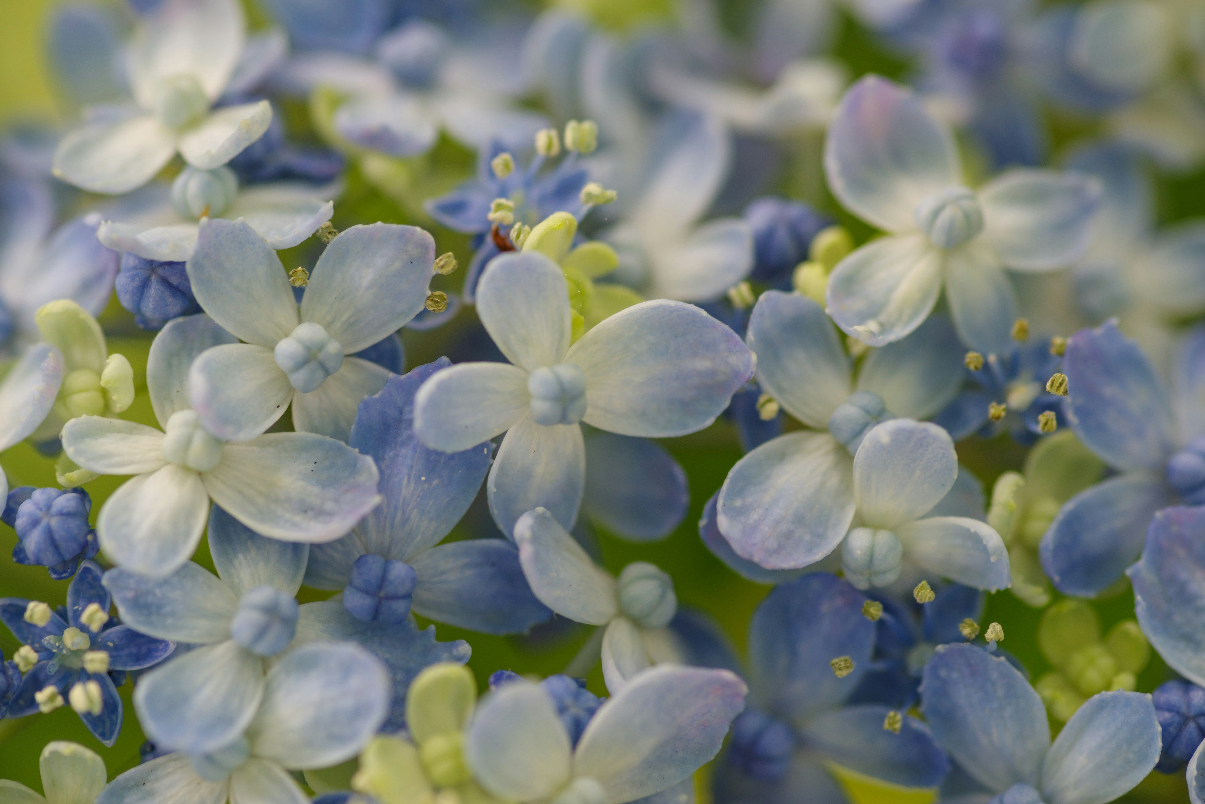 Primer plano de flores azules delicadas con tonos suaves