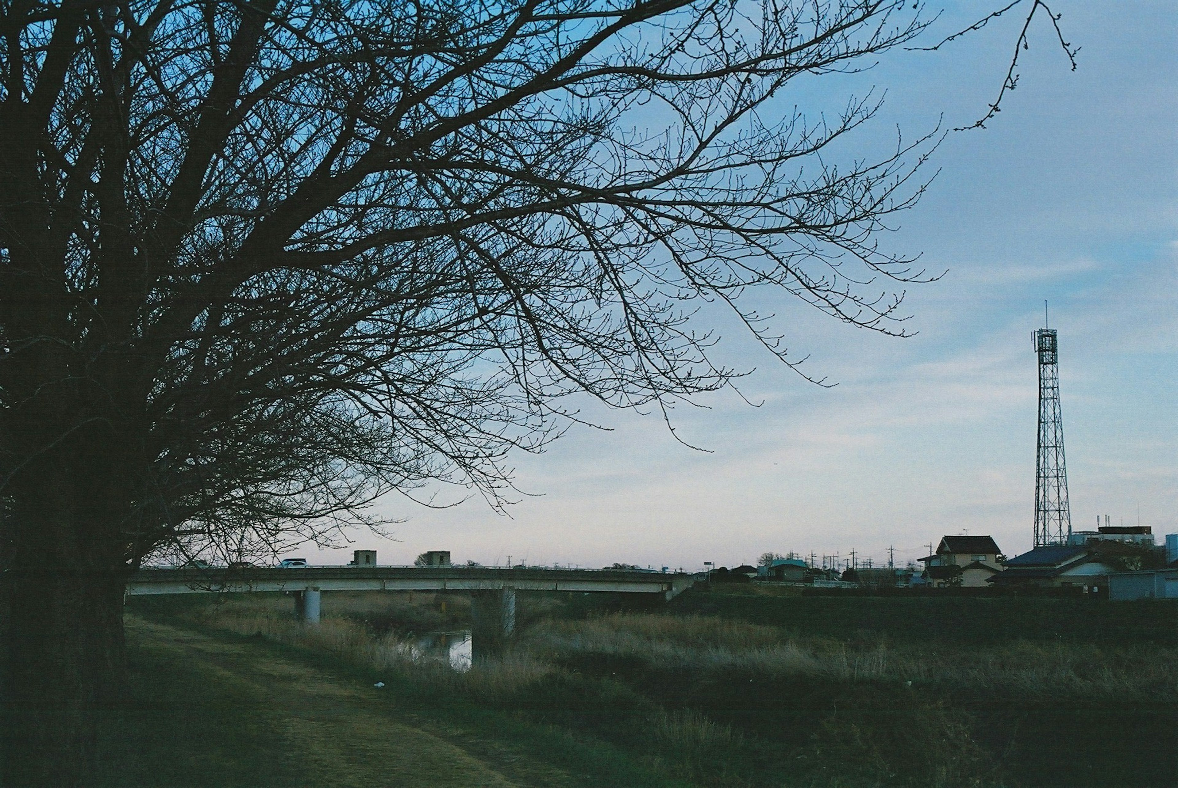 川の近くに立つ枝の少ない木と青い空が広がる風景