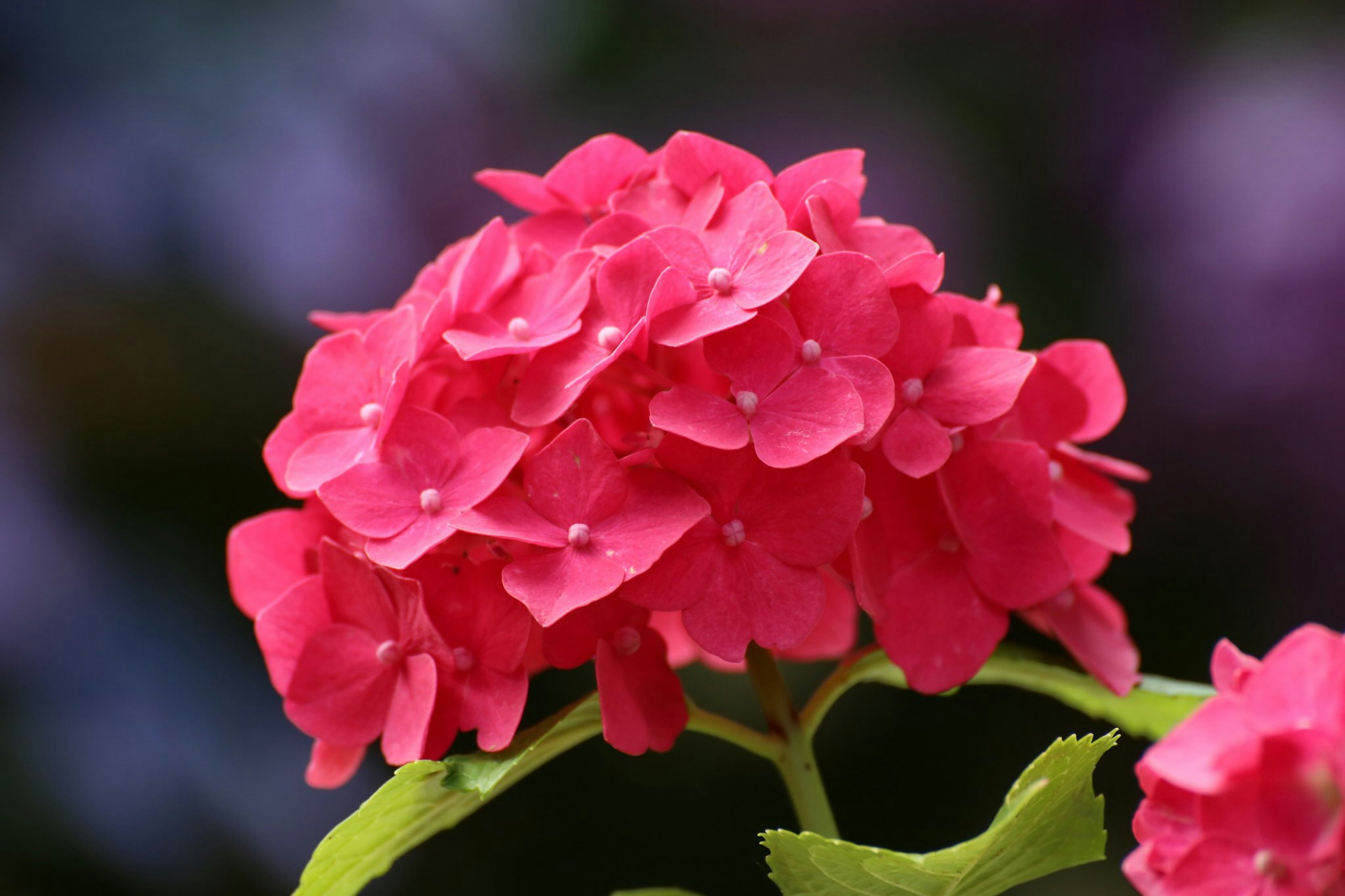 Fiore di ortensia rosa vibrante con gocce d'acqua