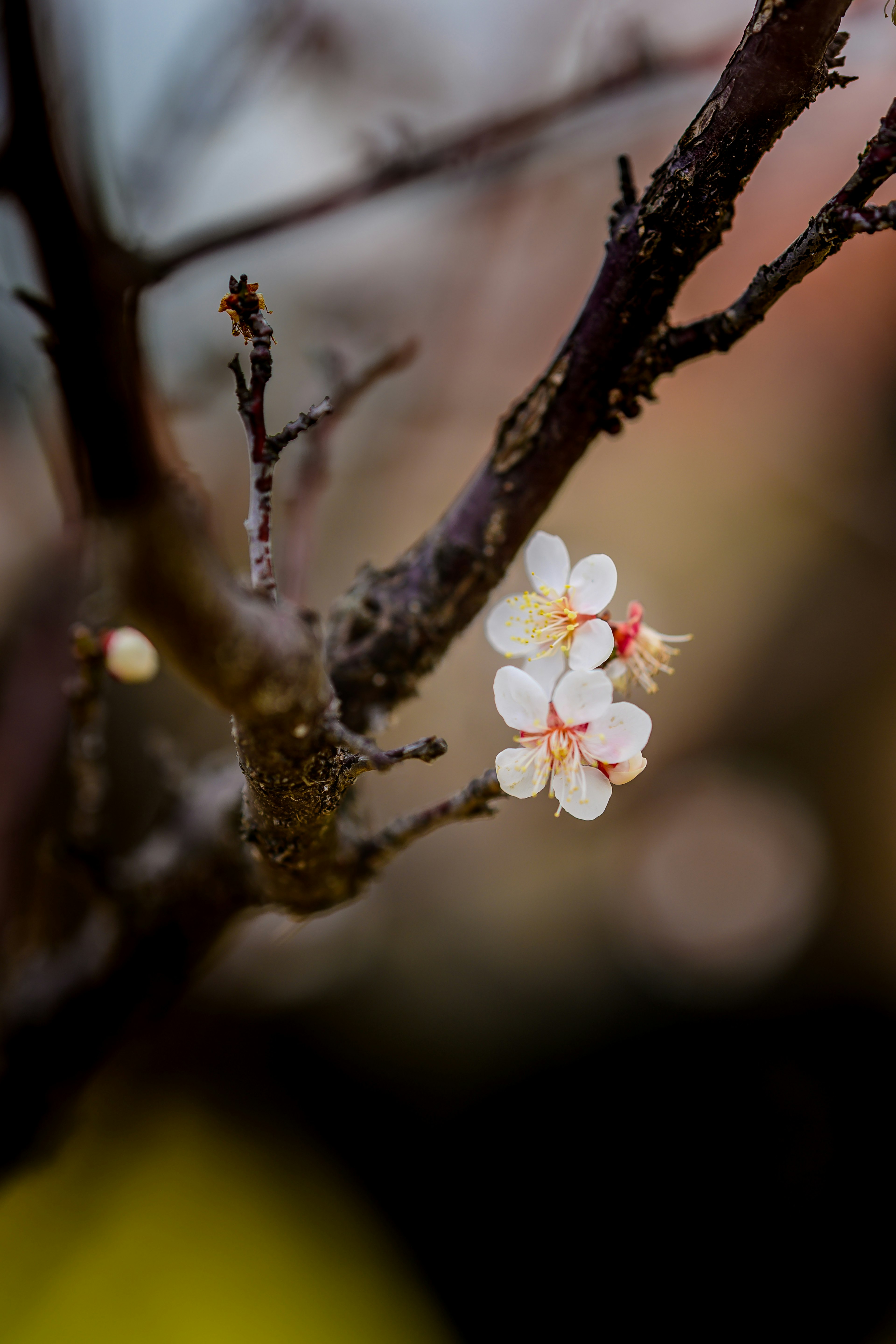 Nahaufnahme eines Zweigs mit blühenden weißen Blumen