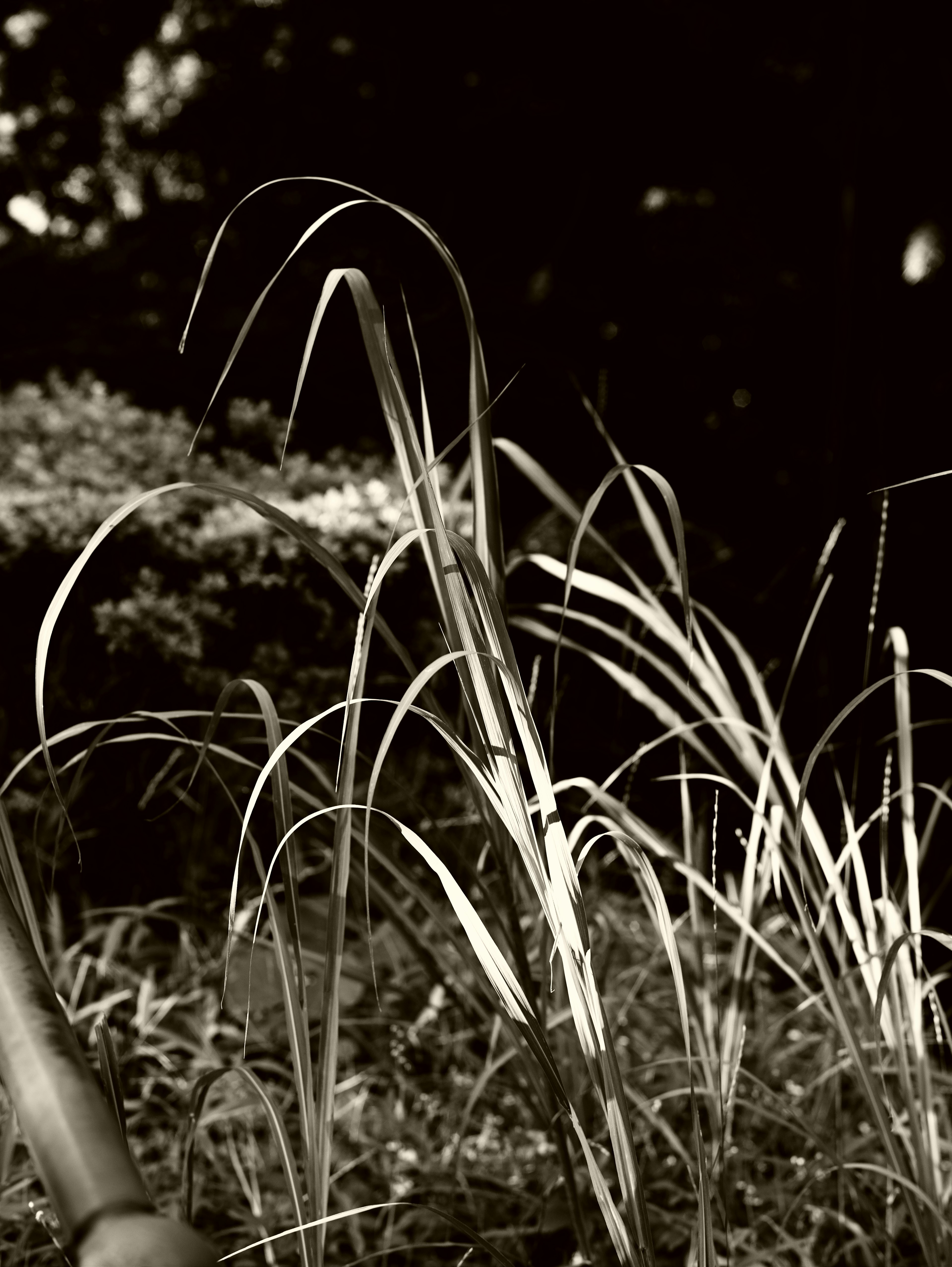 Imagen en blanco y negro de hierbas altas con un fondo borroso