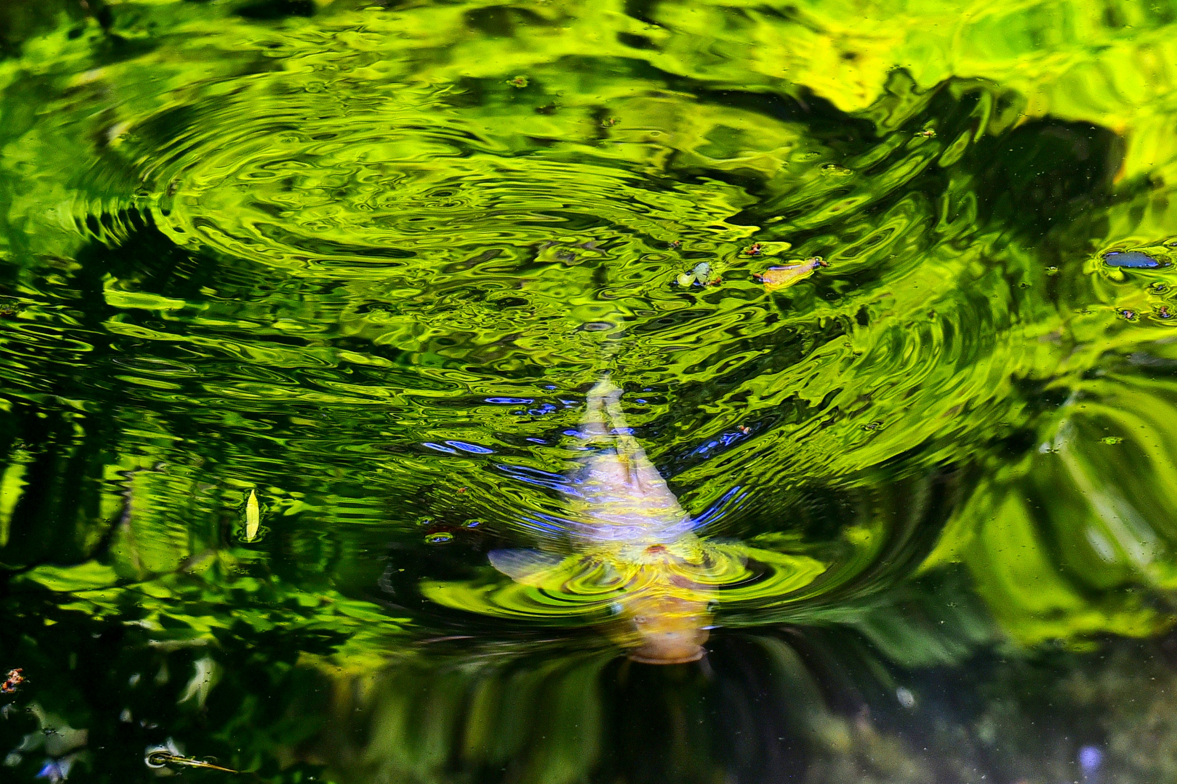 Fish creating ripples on a green water surface