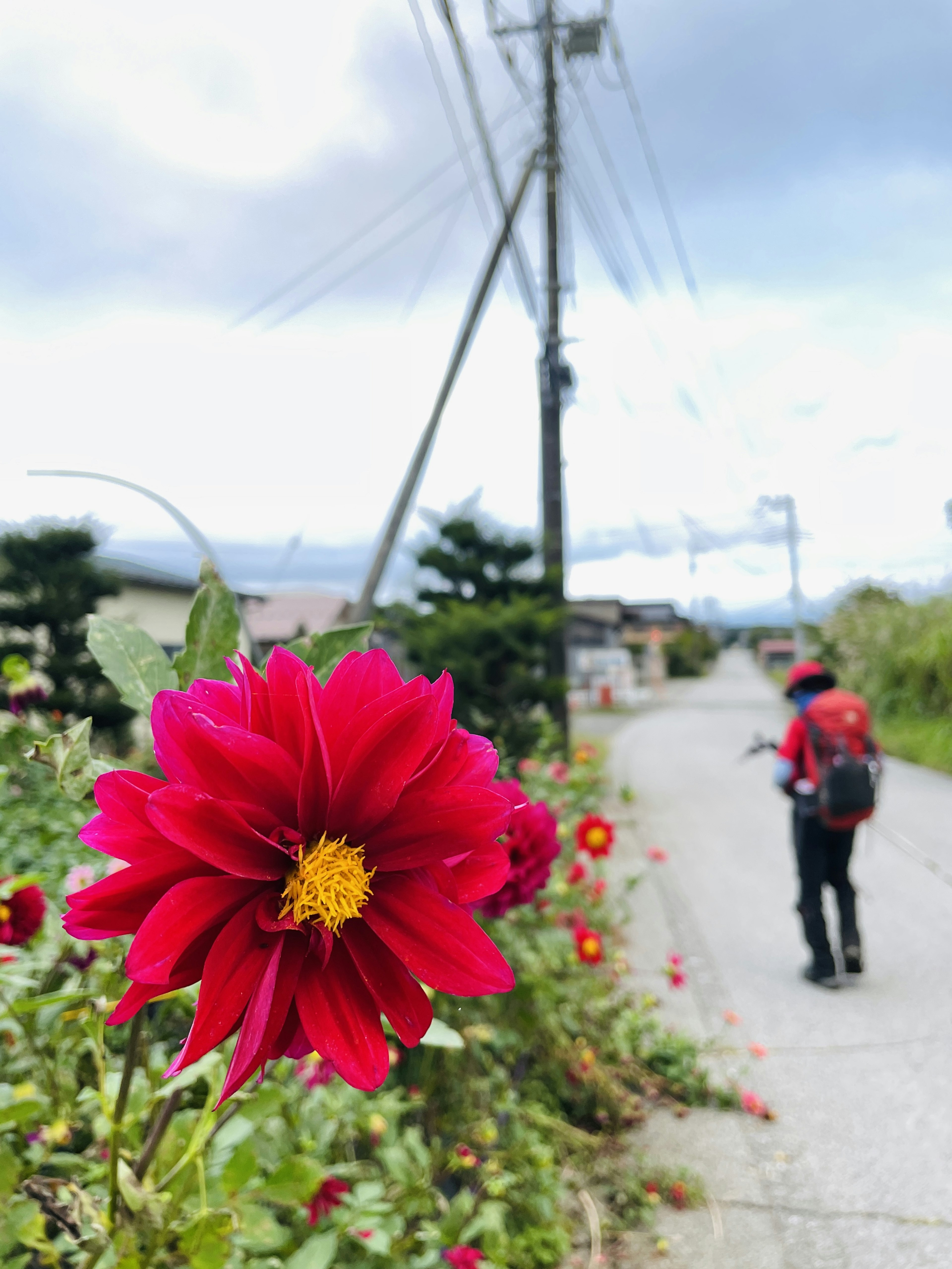 赤い花と人が歩く田舎の道の風景