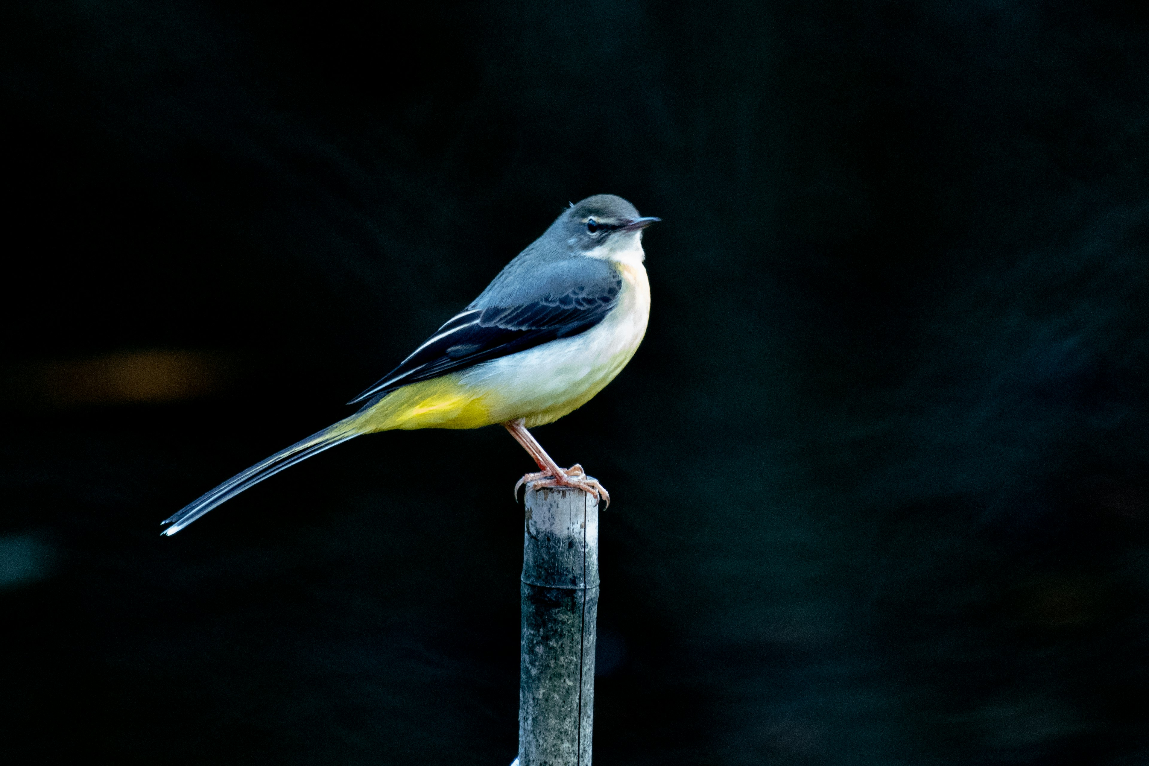 暗い背景に立つ美しい鳥の横顔