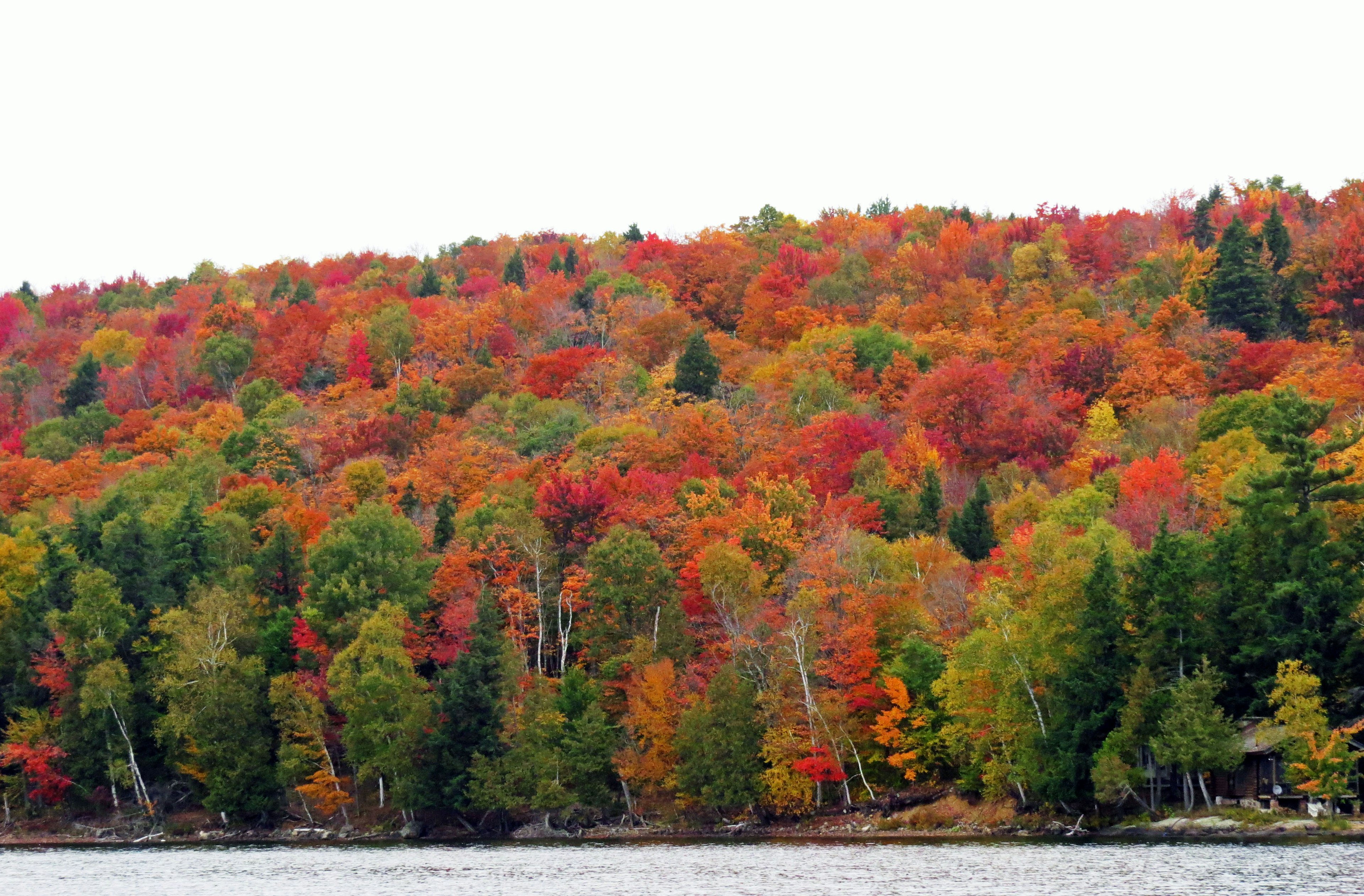 Lebendige Herbstblätter auf einem Hügel mit Blick auf einen See