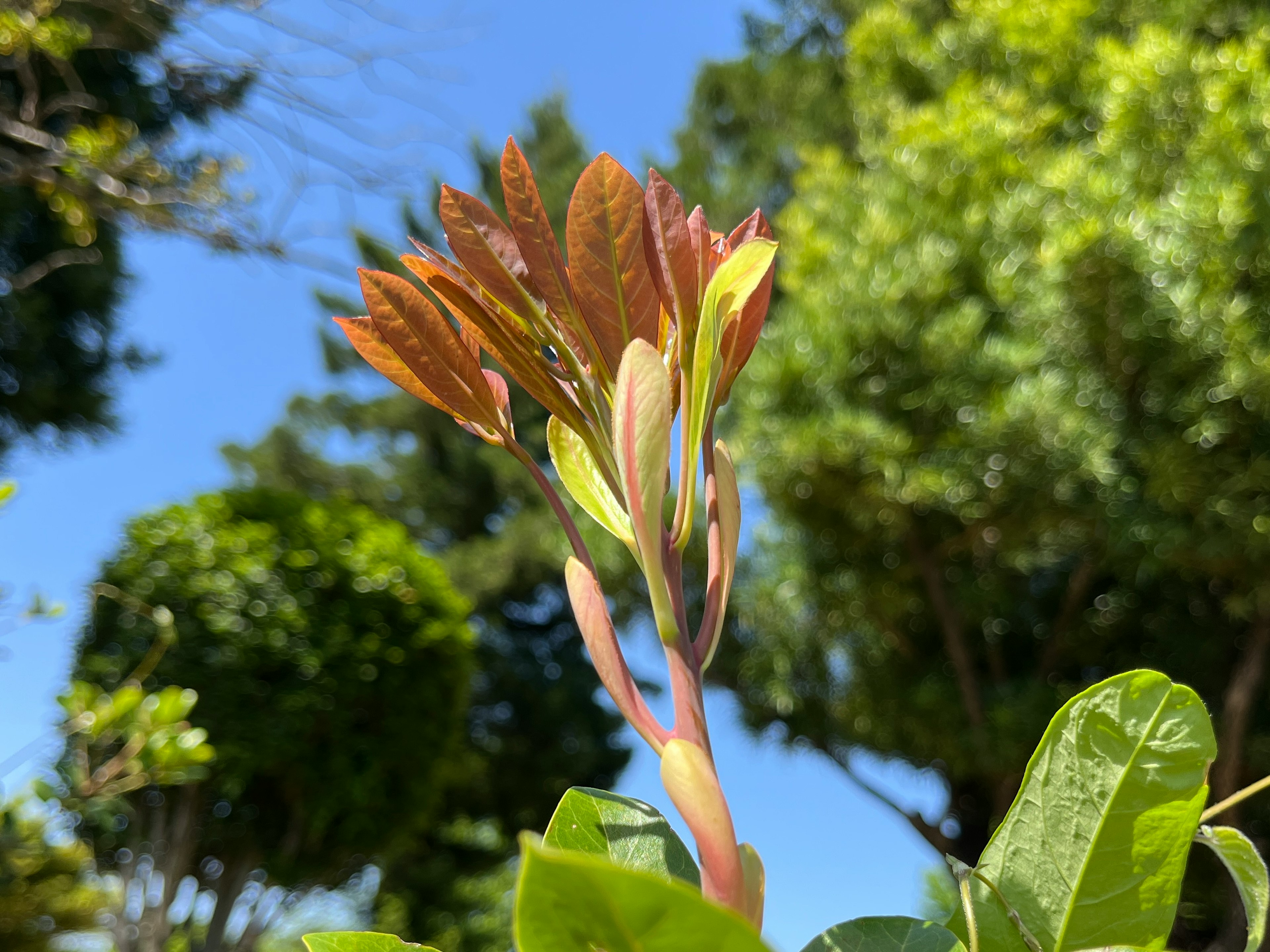 新しい葉が成長する植物のクローズアップ青空の背景