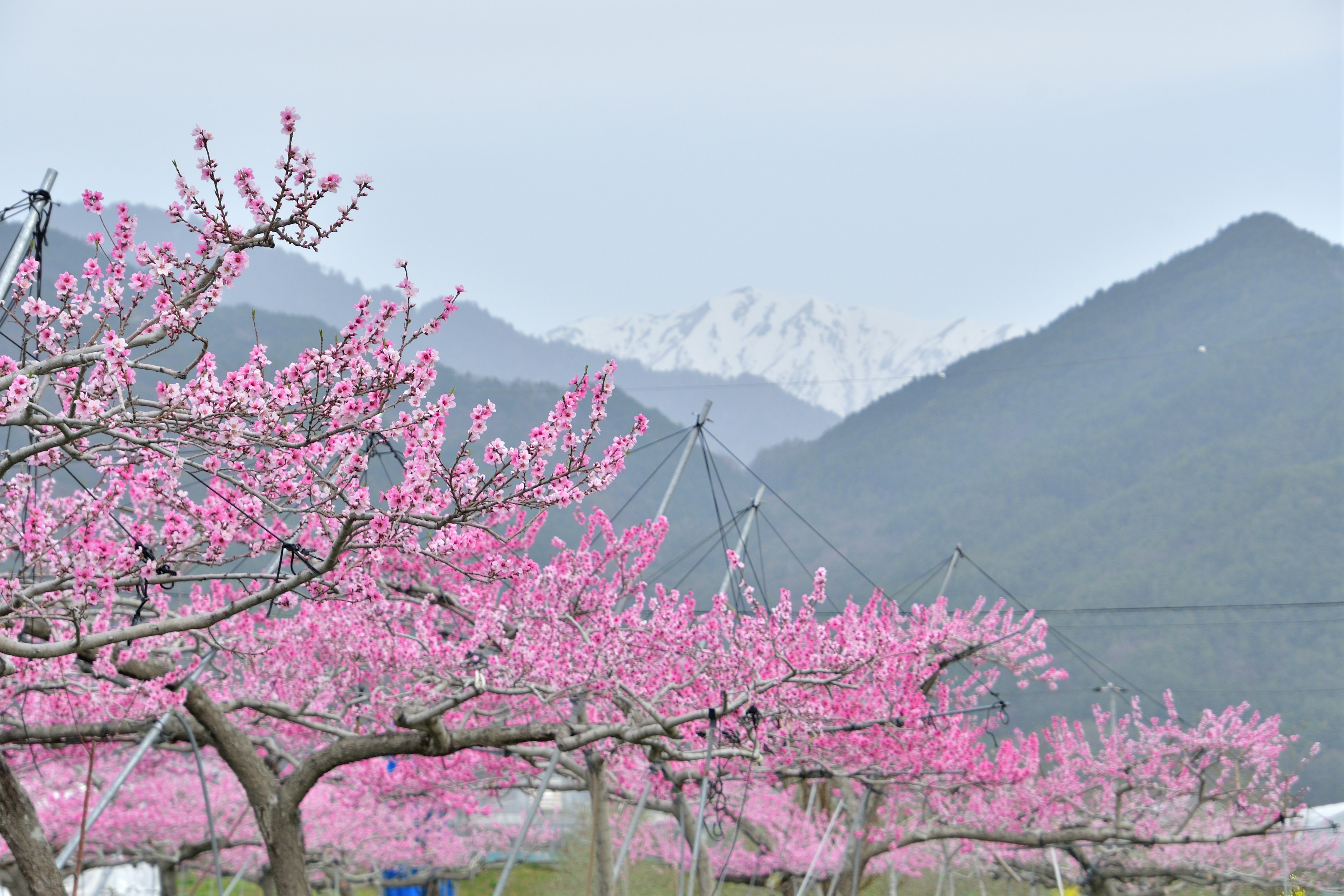 Vista panoramica di alberi di pesco in fiore con fiori rosa e montagne innevate sullo sfondo