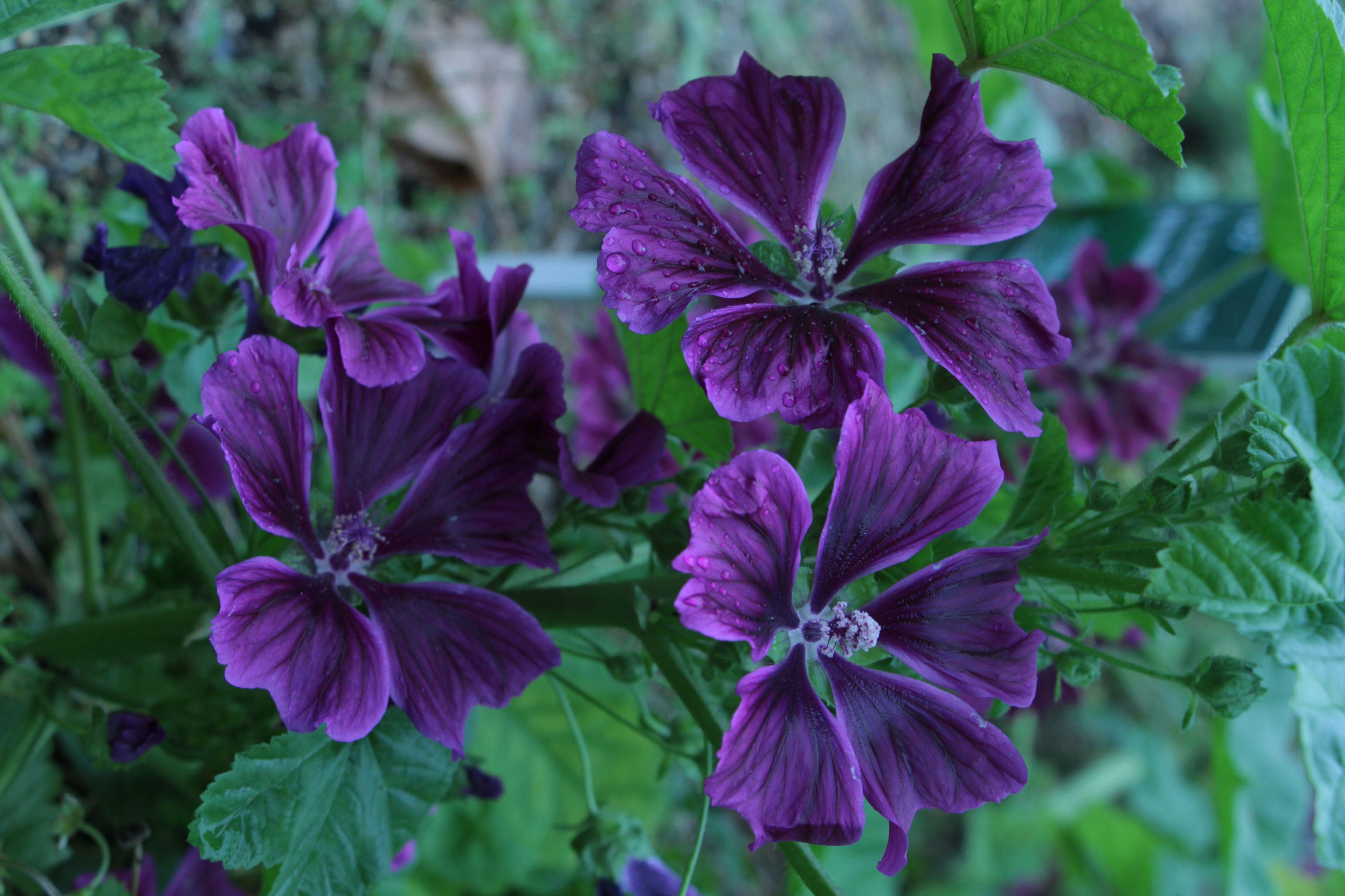 鮮やかな紫色の花が緑の葉に囲まれて咲いている