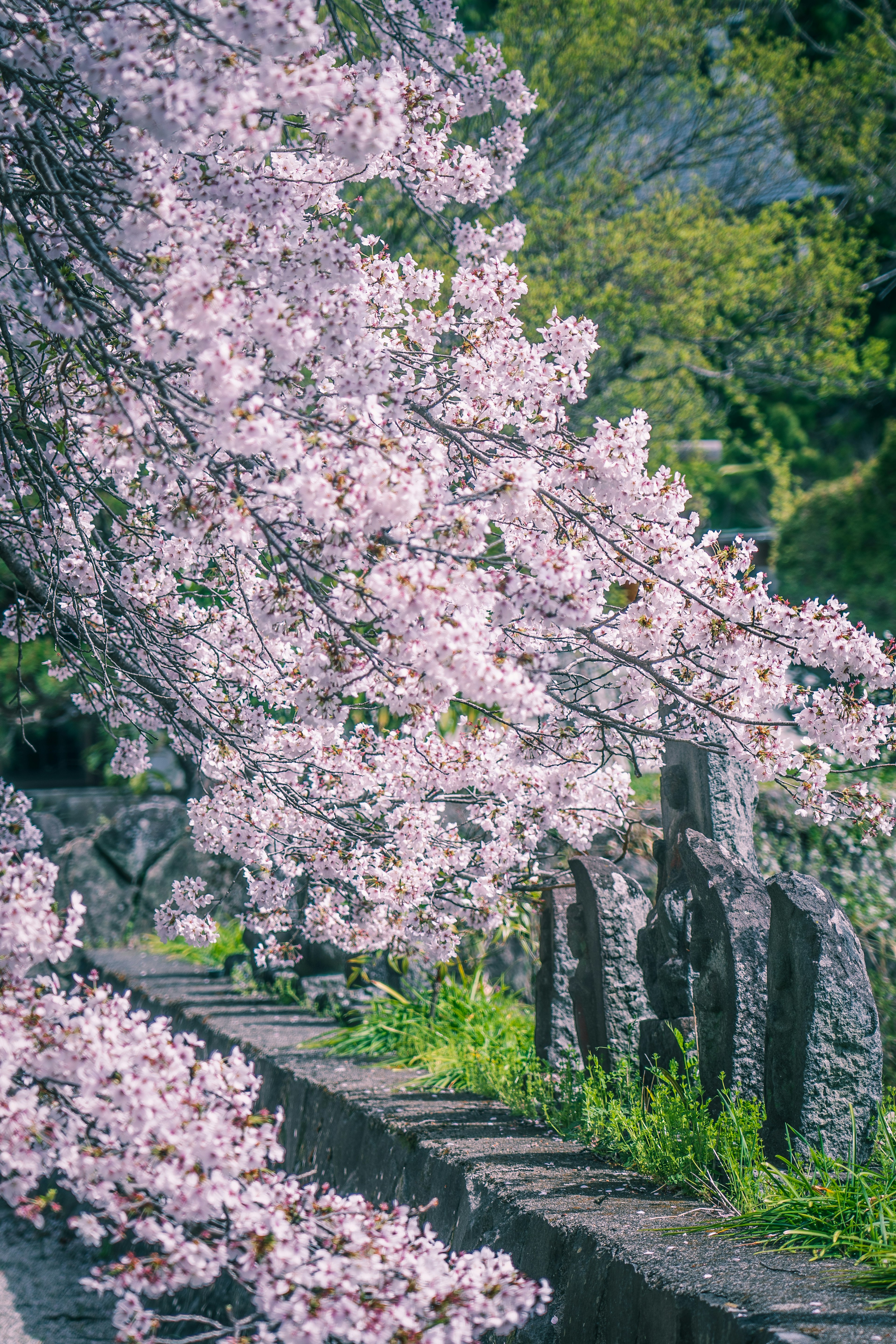 Árboles de cerezo en flor con una cerca de piedra