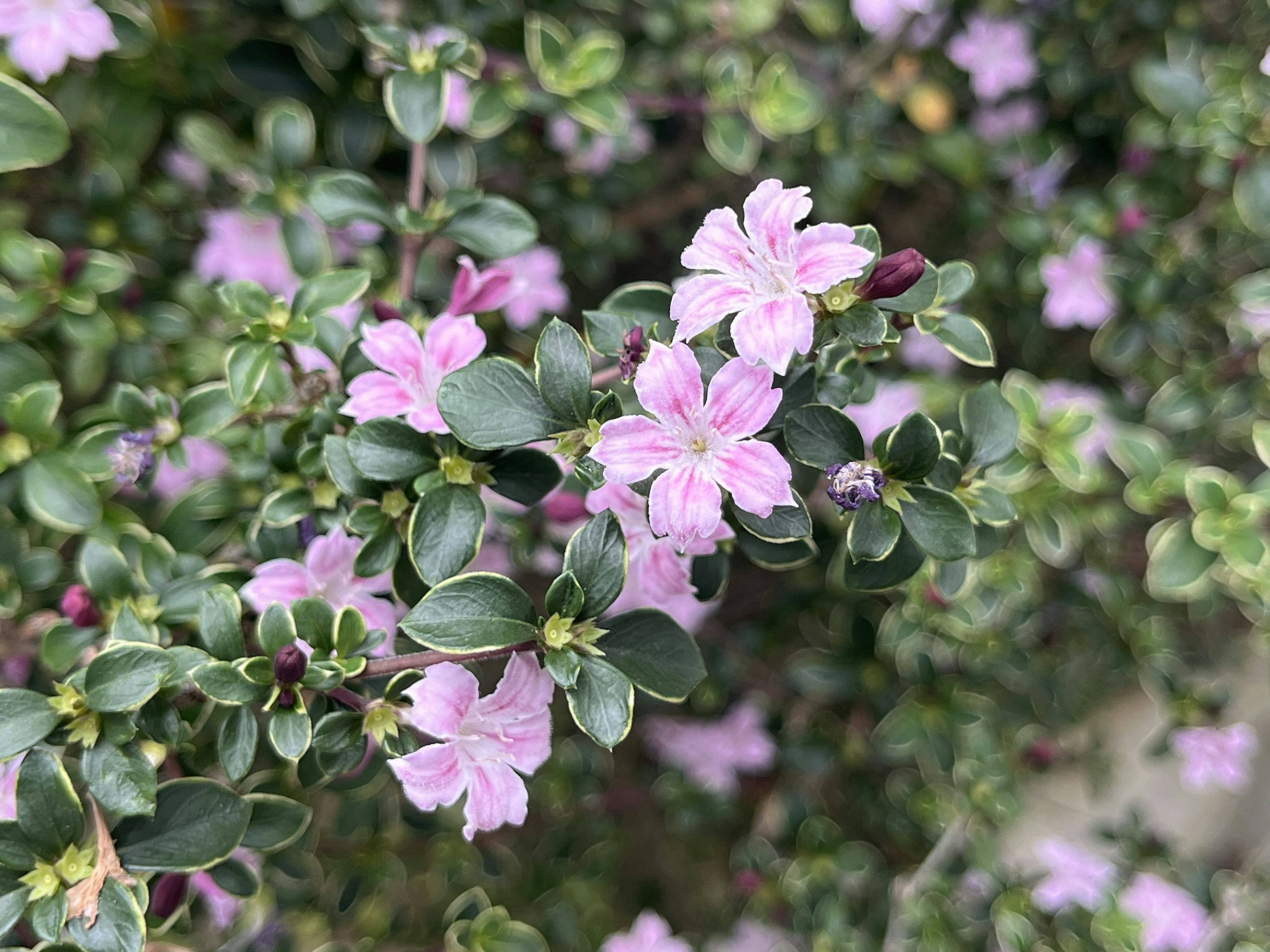 Primo piano di una pianta con fiori rosa e foglie verdi