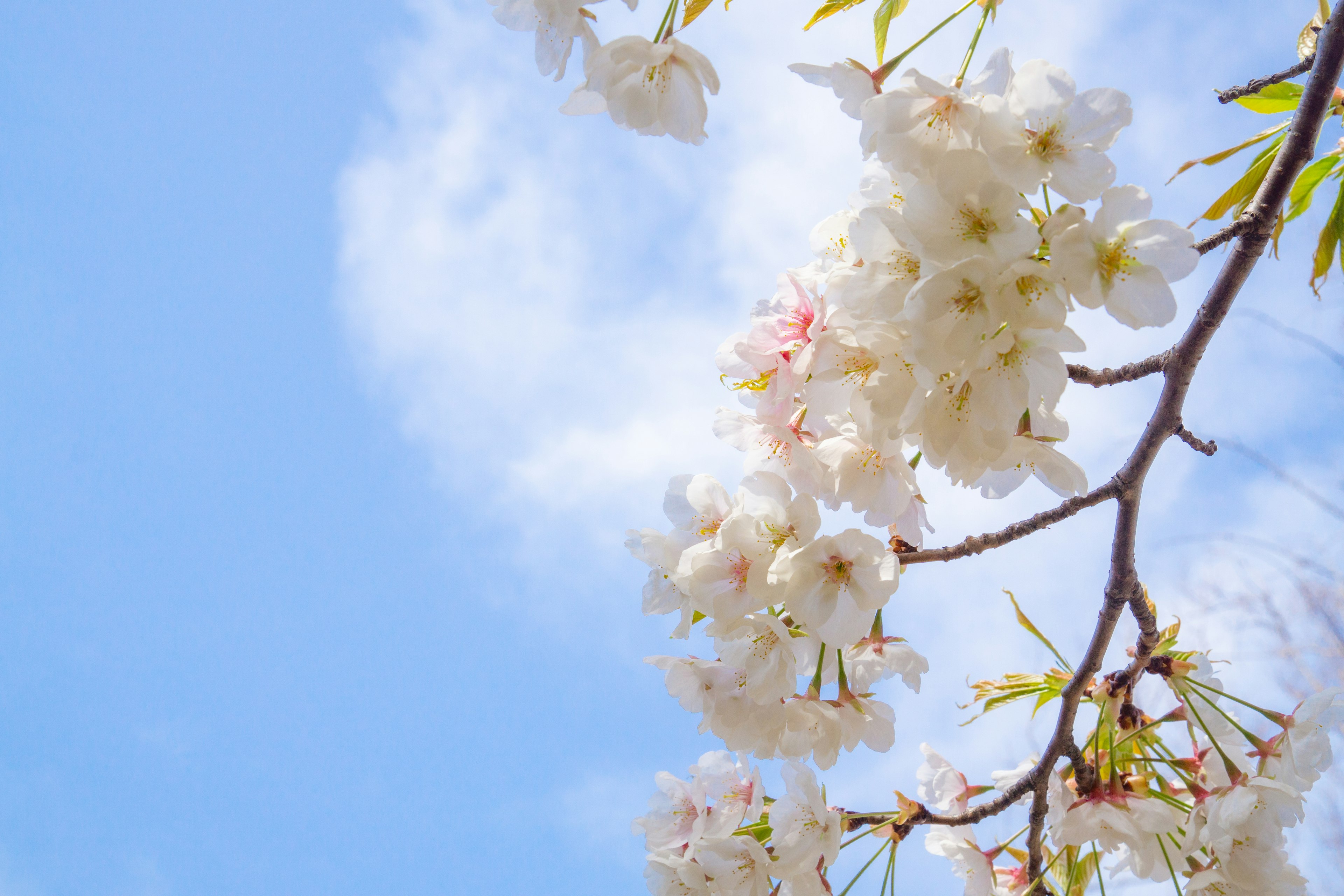 Branch of white cherry blossoms against a blue sky