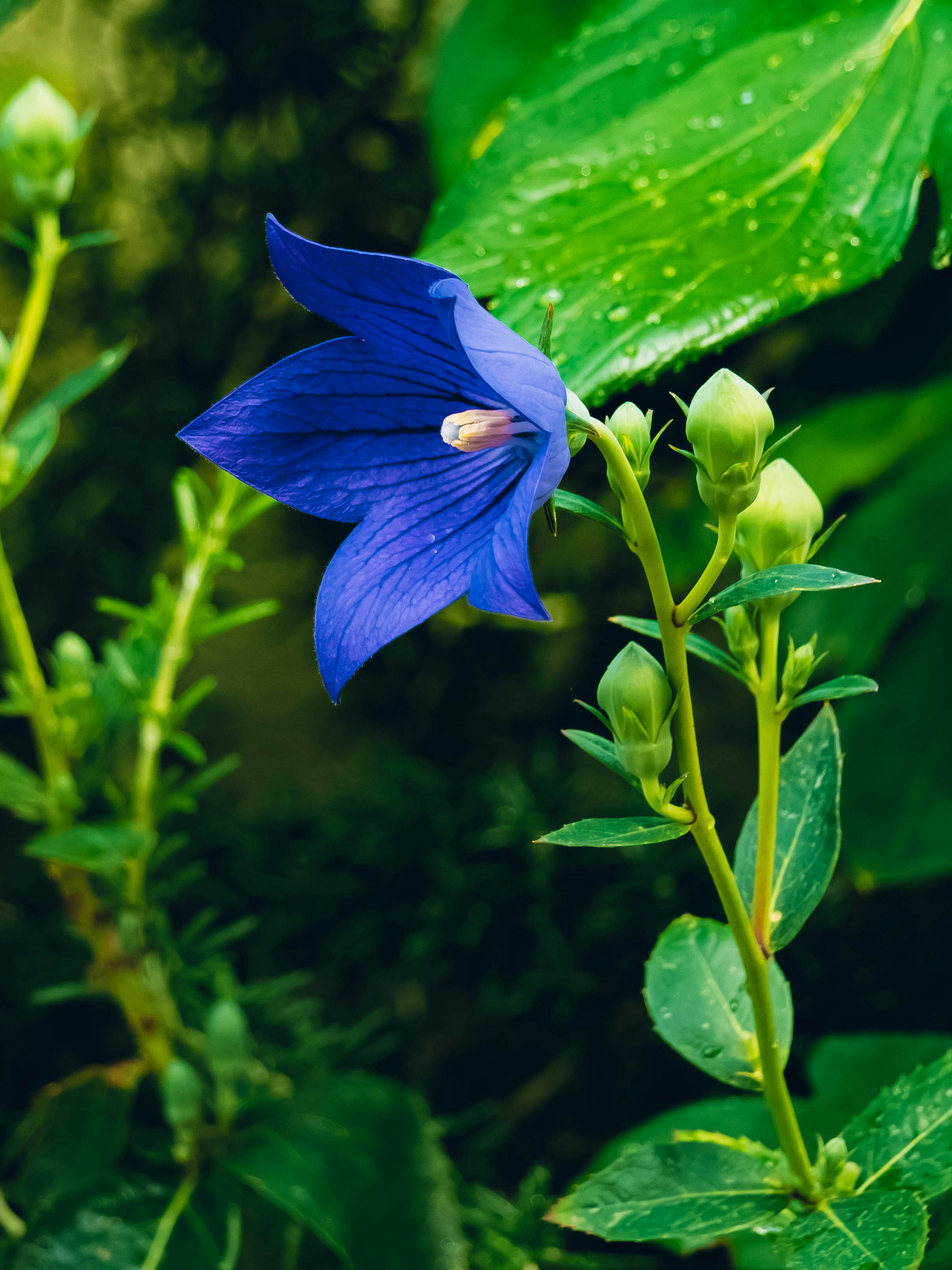 Gambar bunga biru mencolok dengan daun hijau