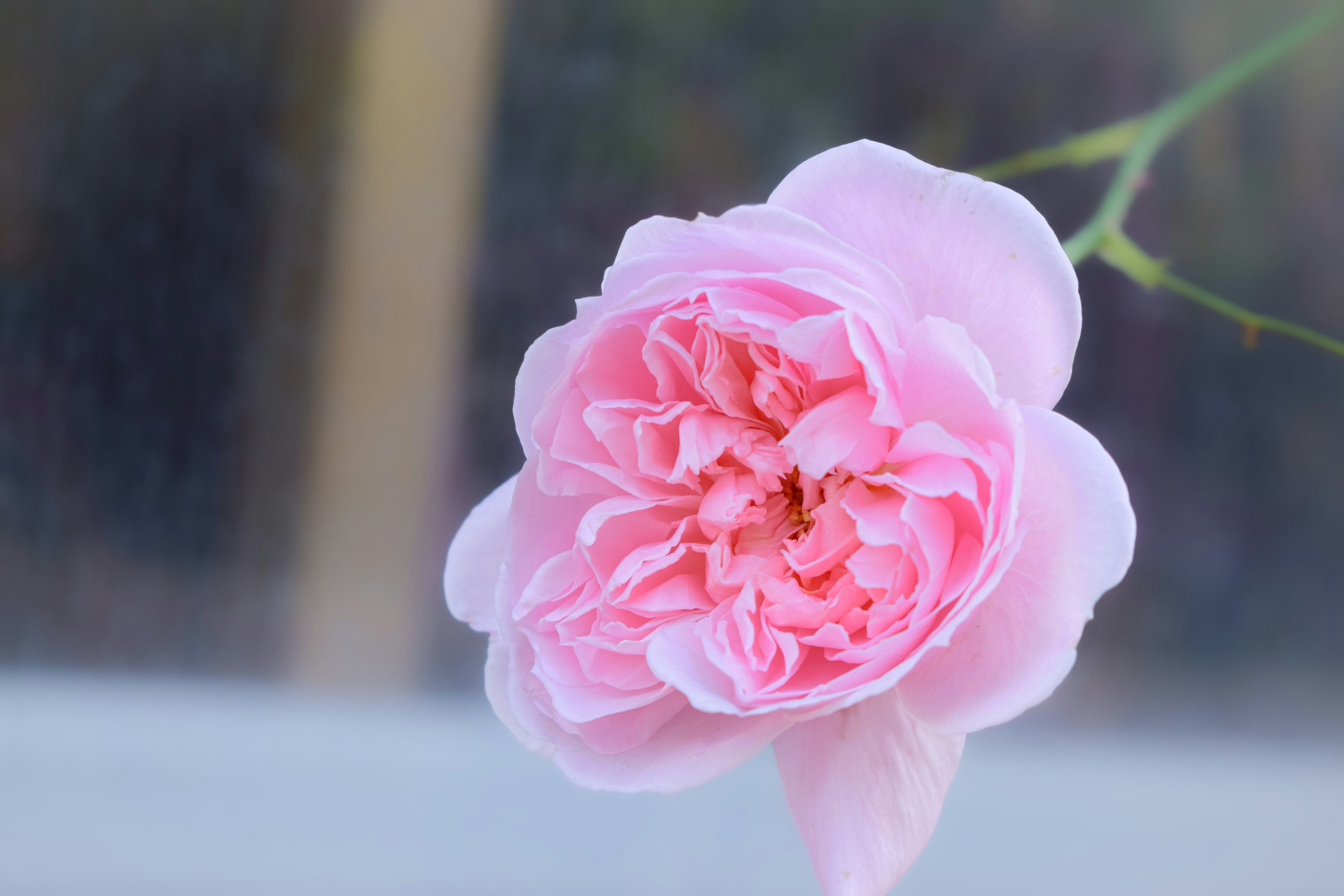 Close-up of a soft pink rose flower in bloom