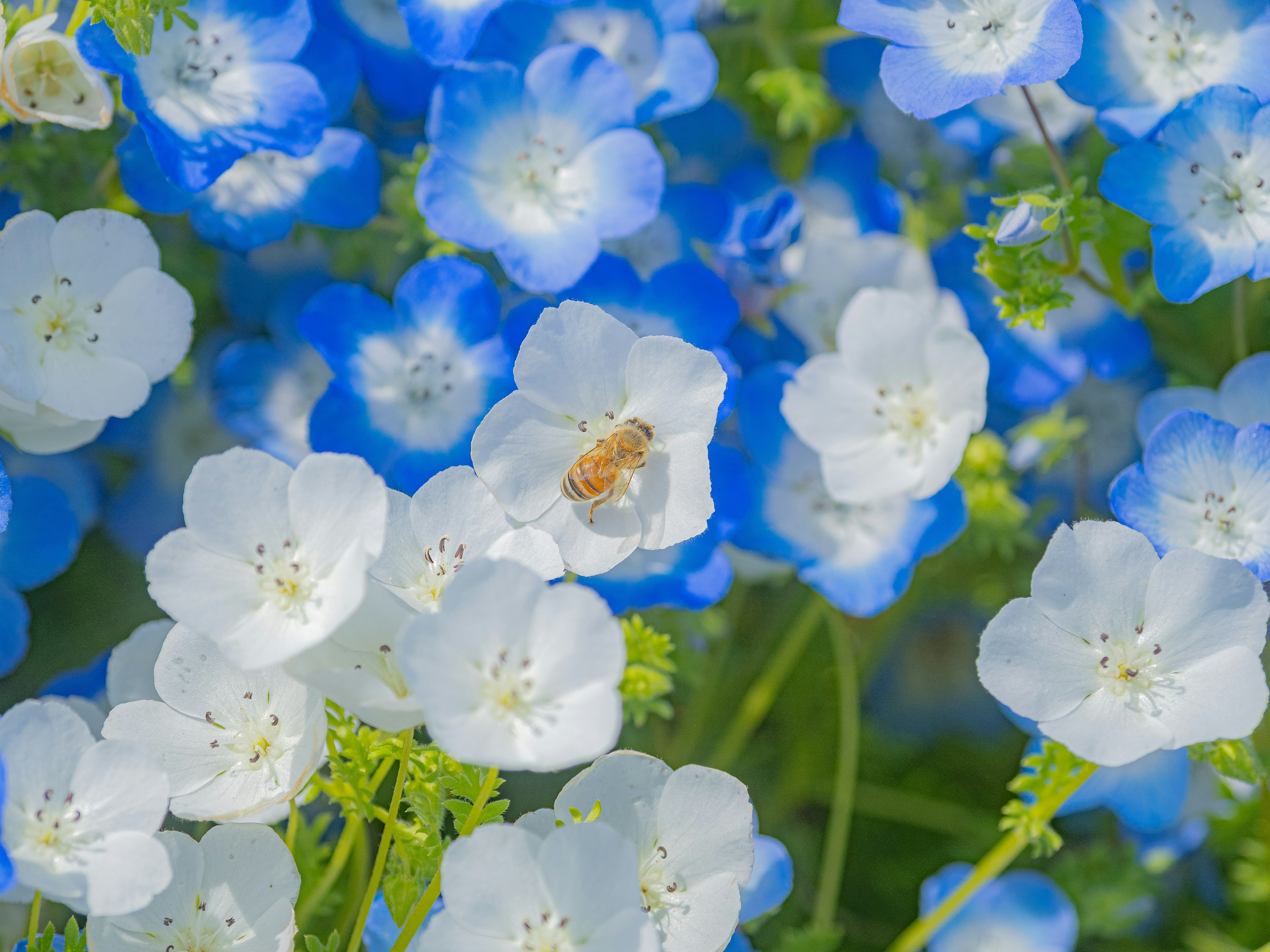 Una pequeña abeja rodeada de flores azules y blancas