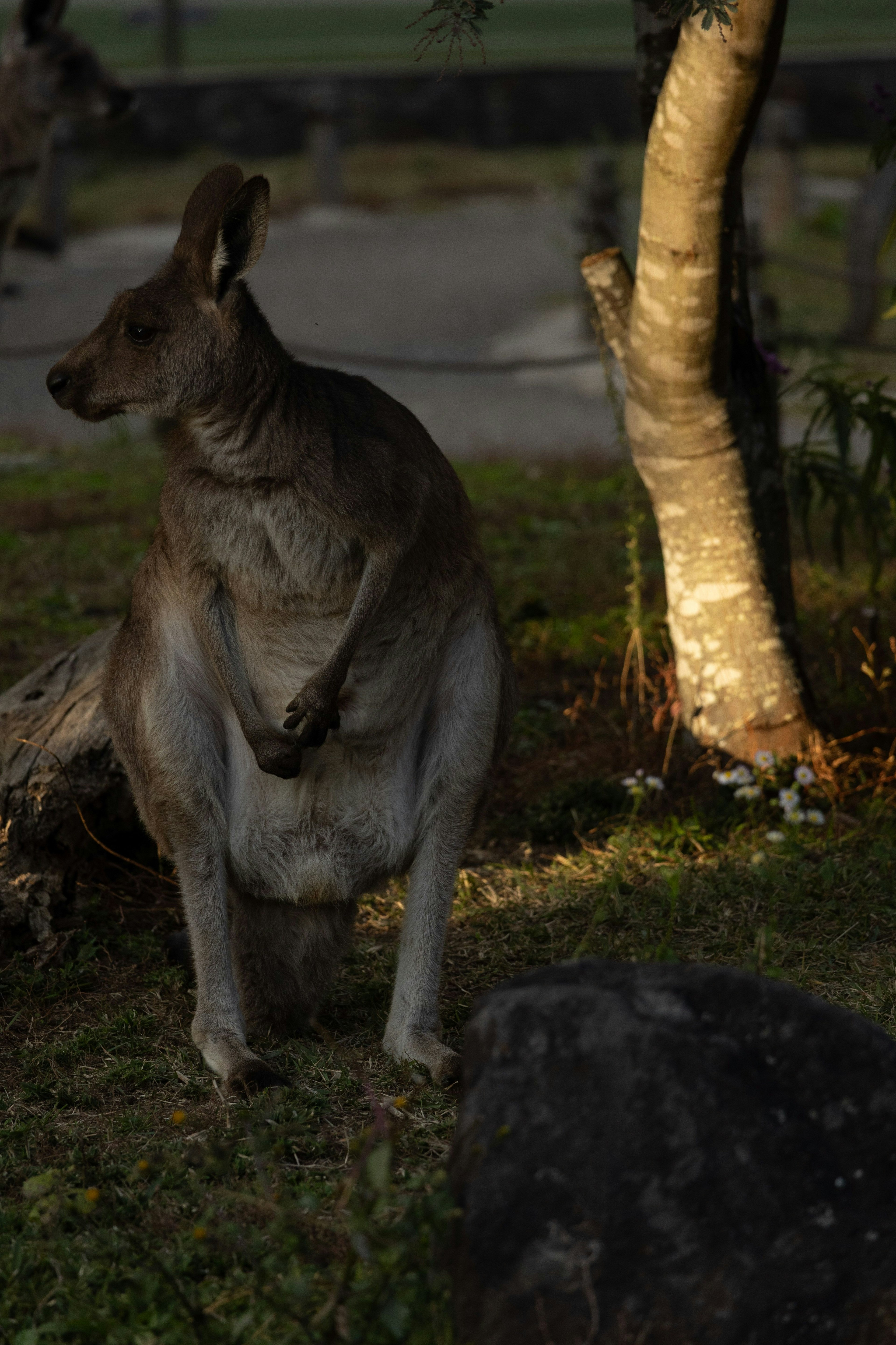Kangaroo ngồi gần cây vào lúc hoàng hôn