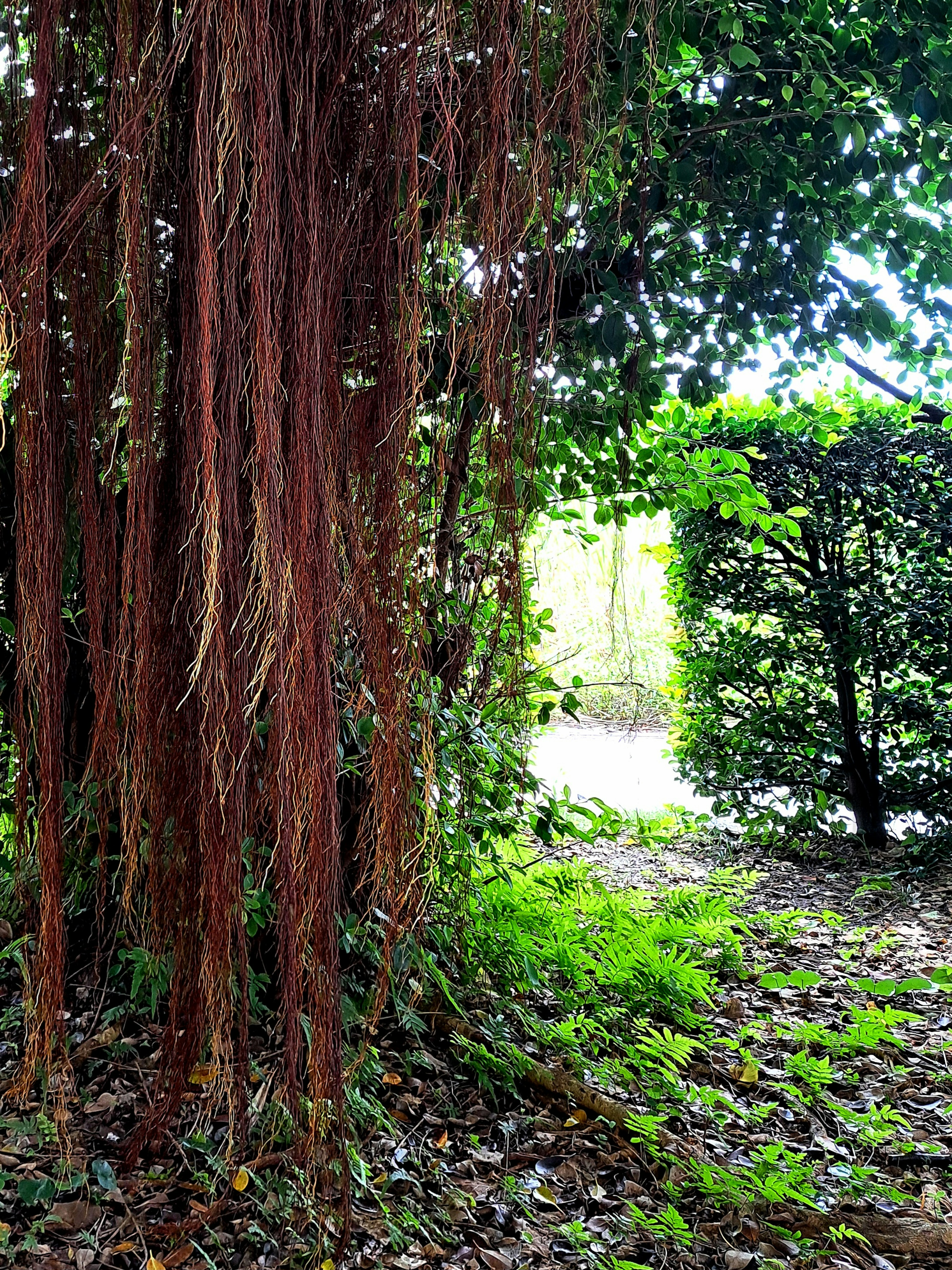 Camino cerca de un árbol con raíces marrón rojizo en un entorno verde