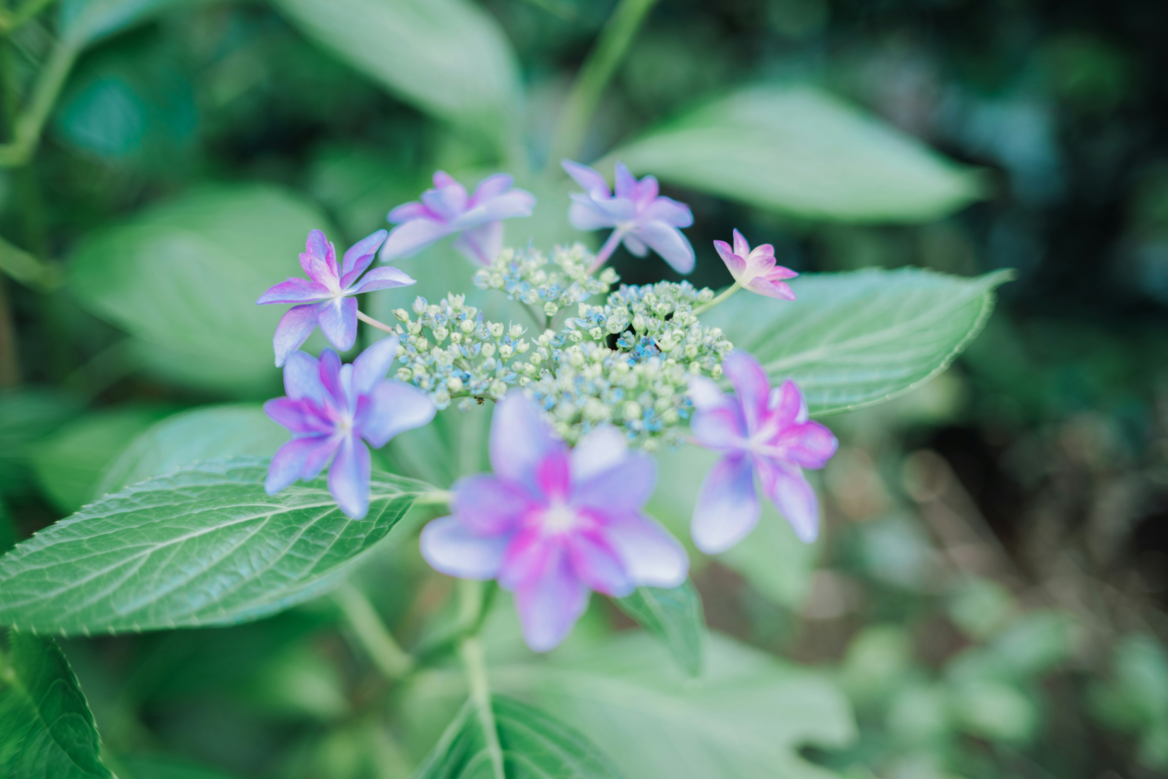 Flores moradas y capullos verdes entre hojas verdes exuberantes