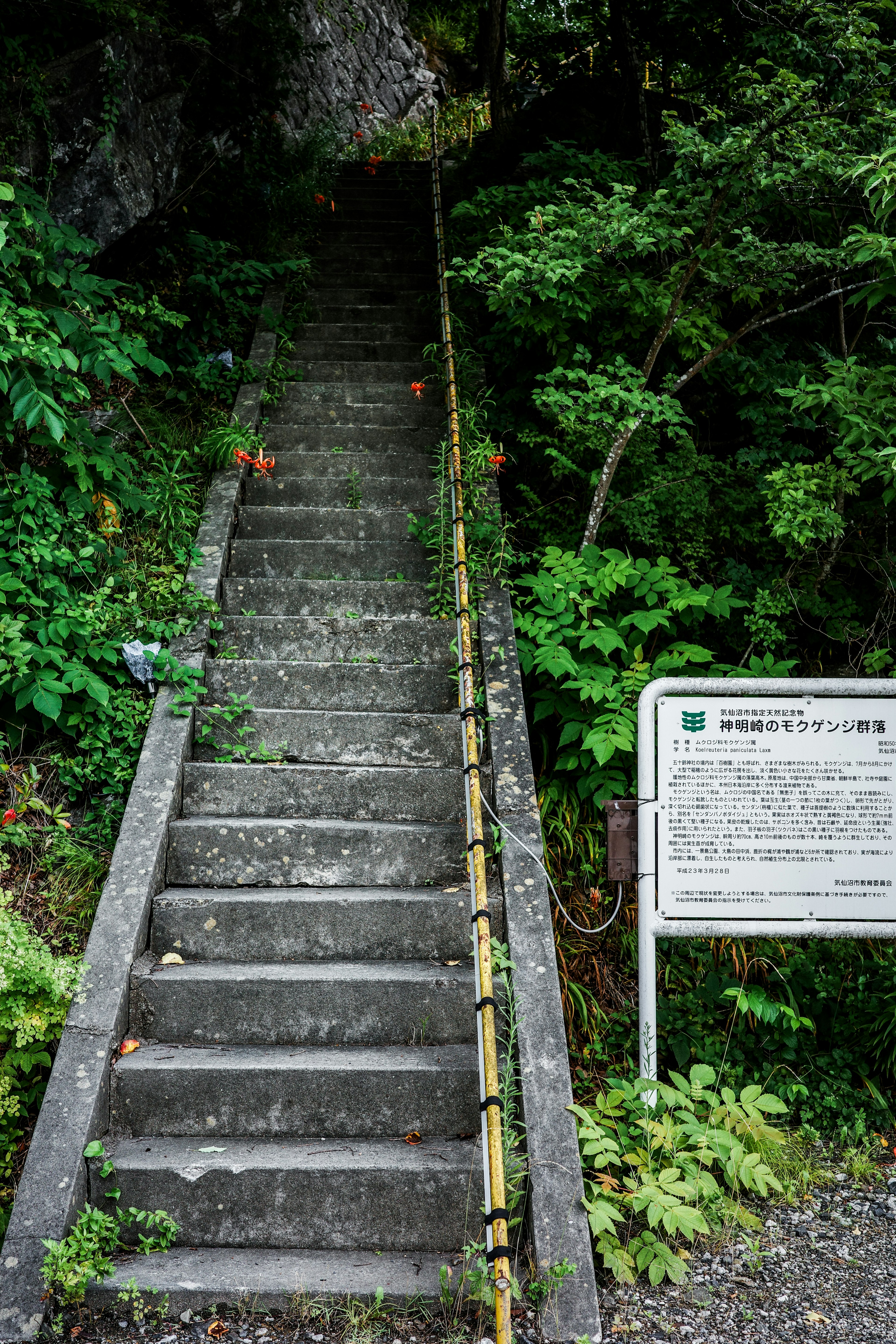 階段が岩の下にあり緑の植物に囲まれている