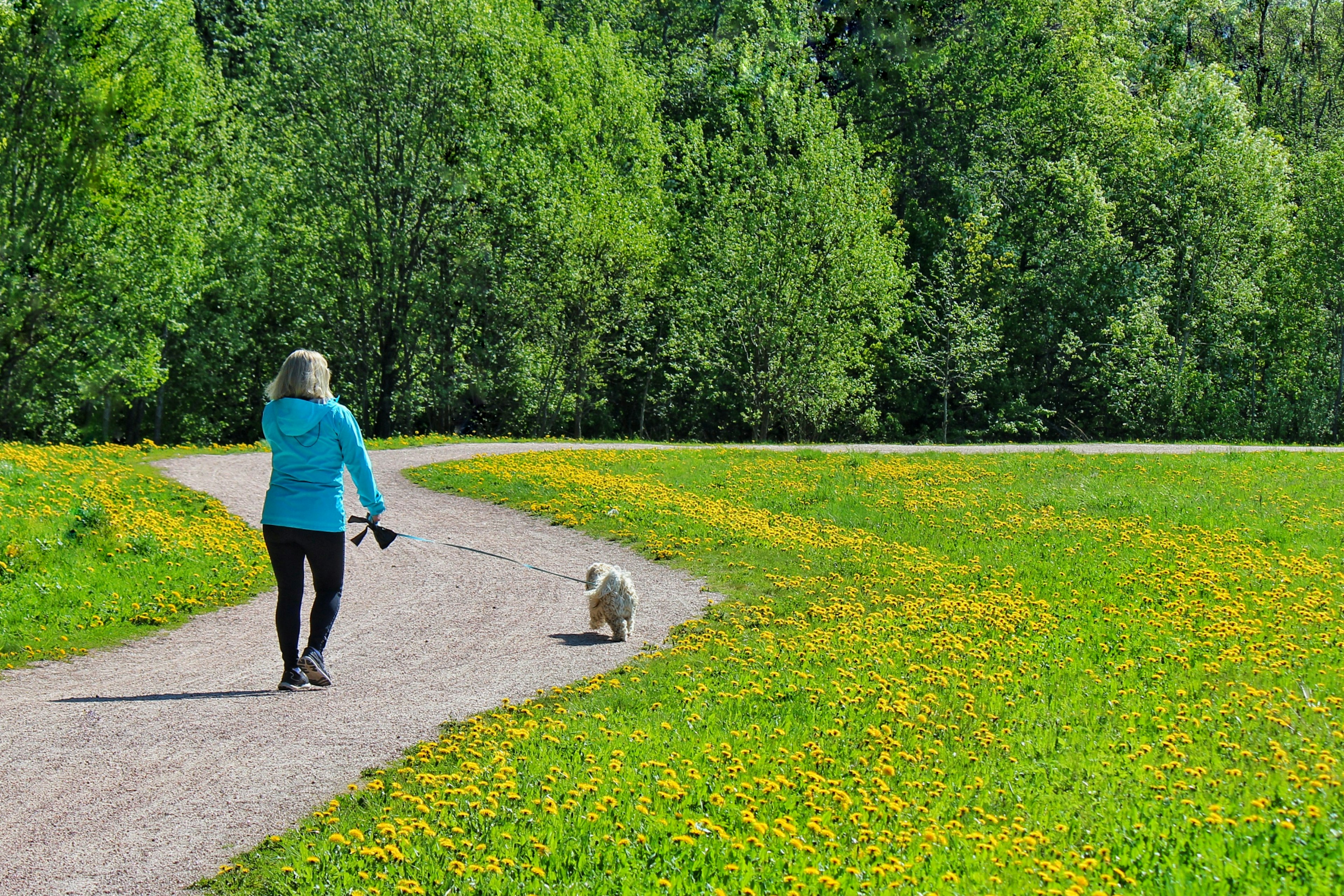 Femme en bleu marchant avec un chien sur un chemin dans un parc verdoyant