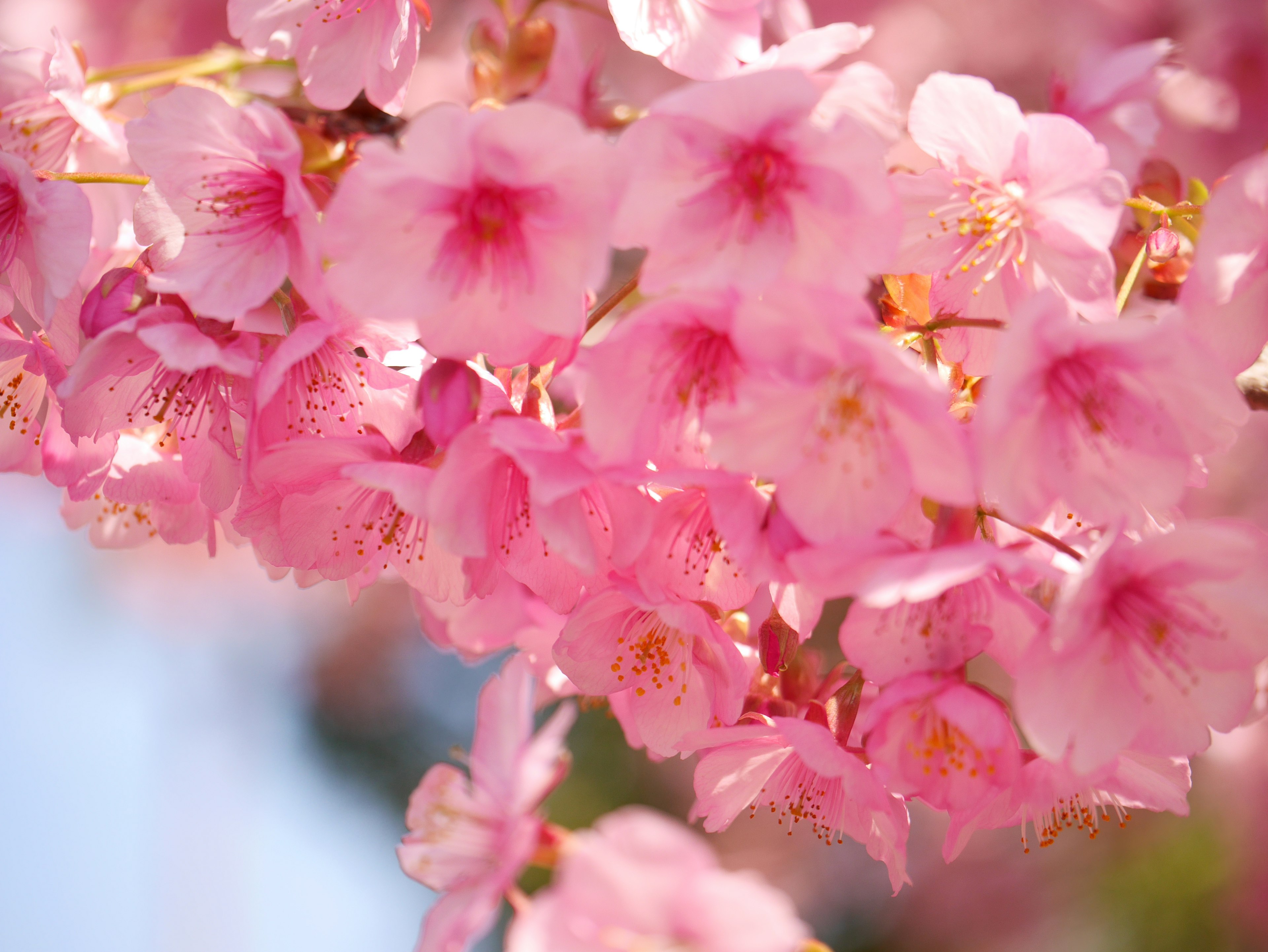 Hermosa fotografía de flores de cerezo rosa pálido en plena floración