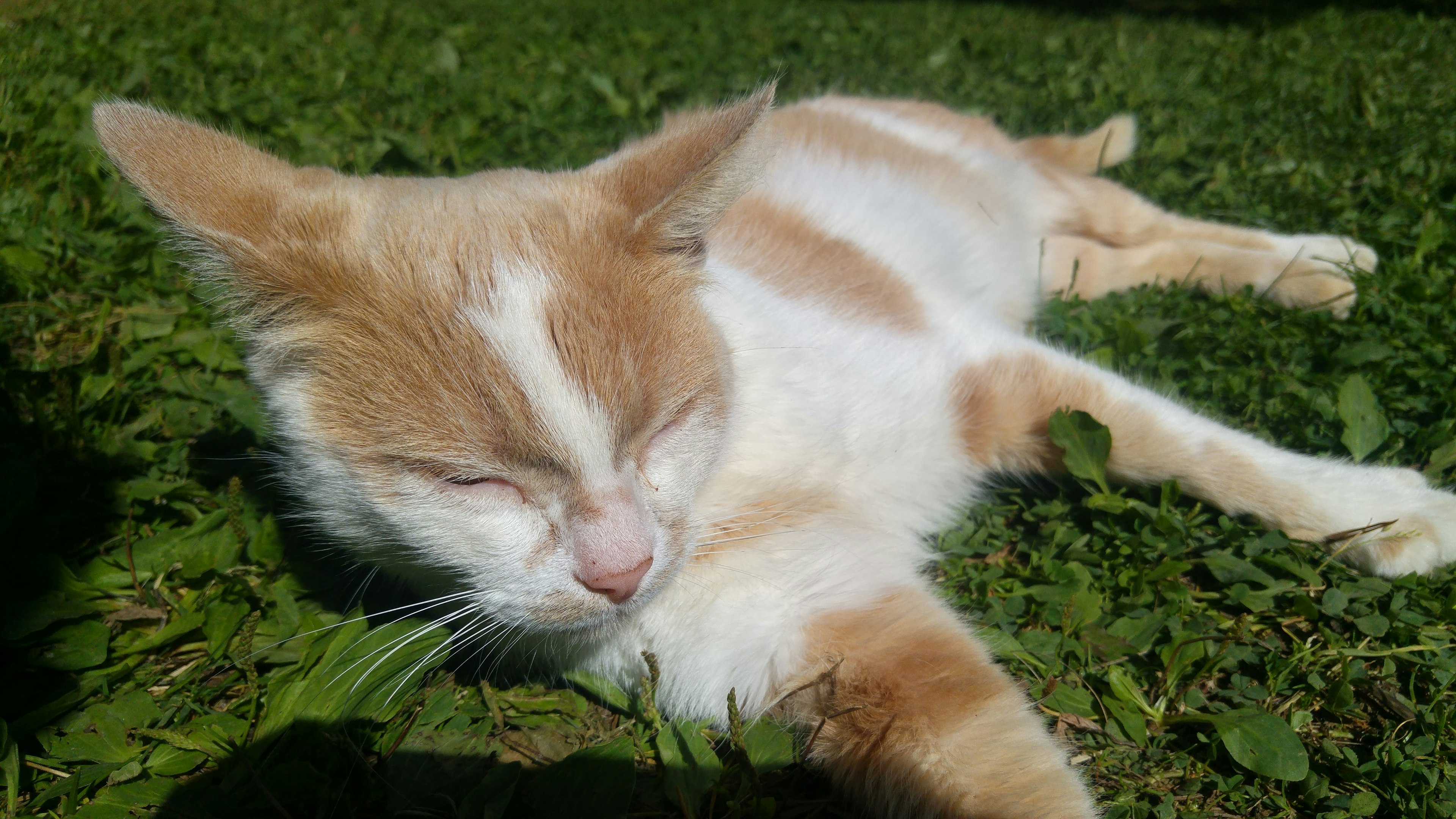 A ginger and white cat lounging in the sun