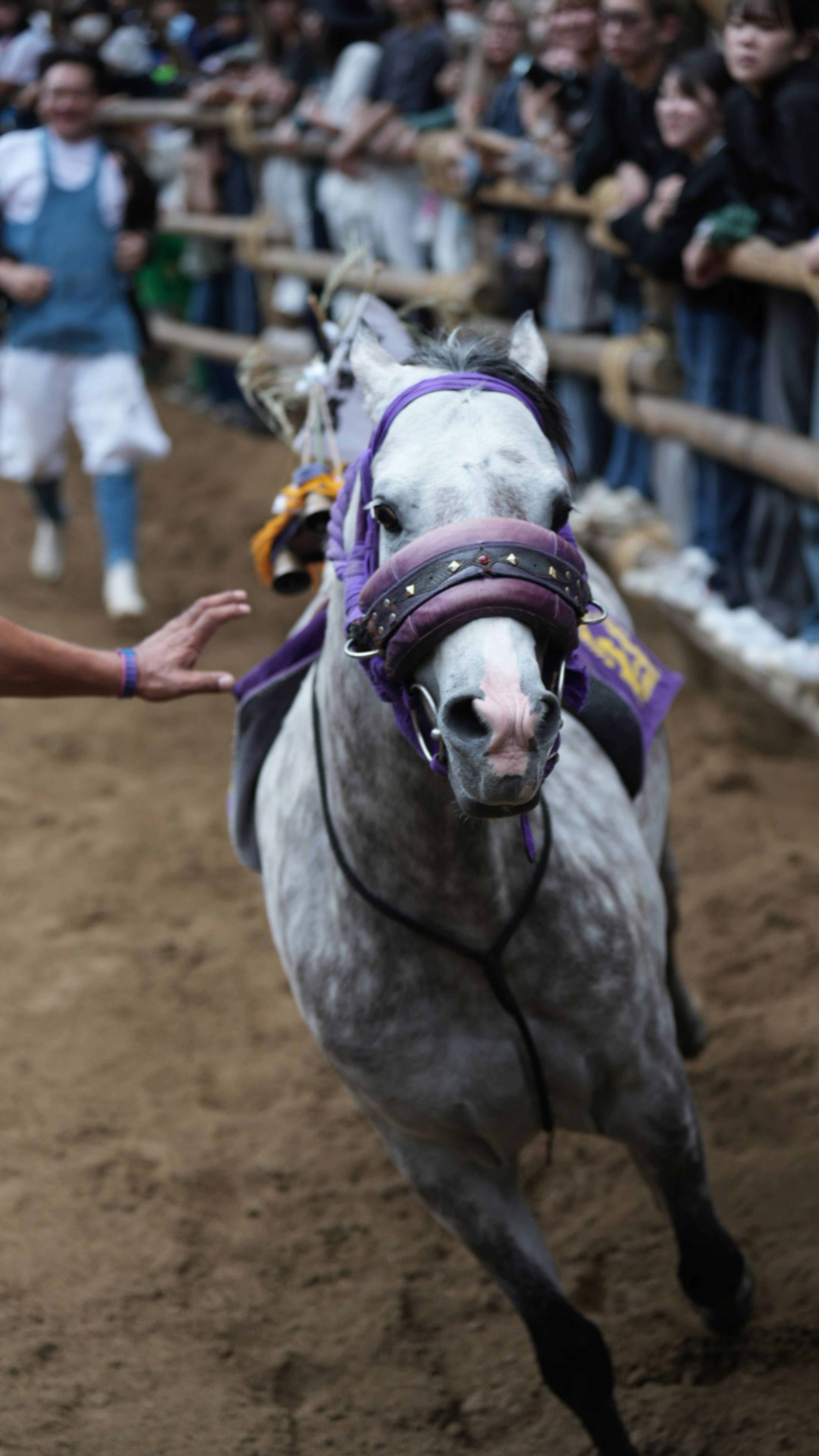 Un cheval gris en course avec des spectateurs enthousiastes