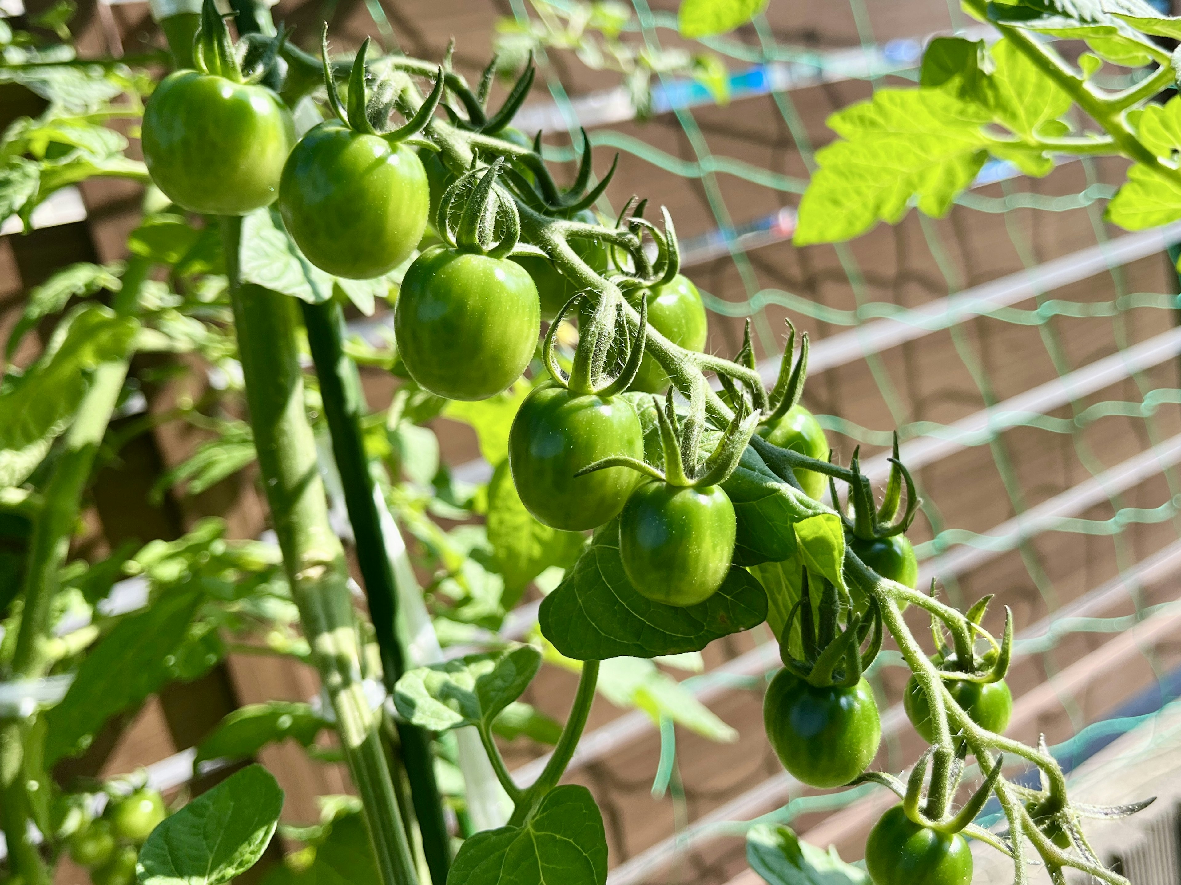 Grüne Tomaten, die an einer Rebe wachsen