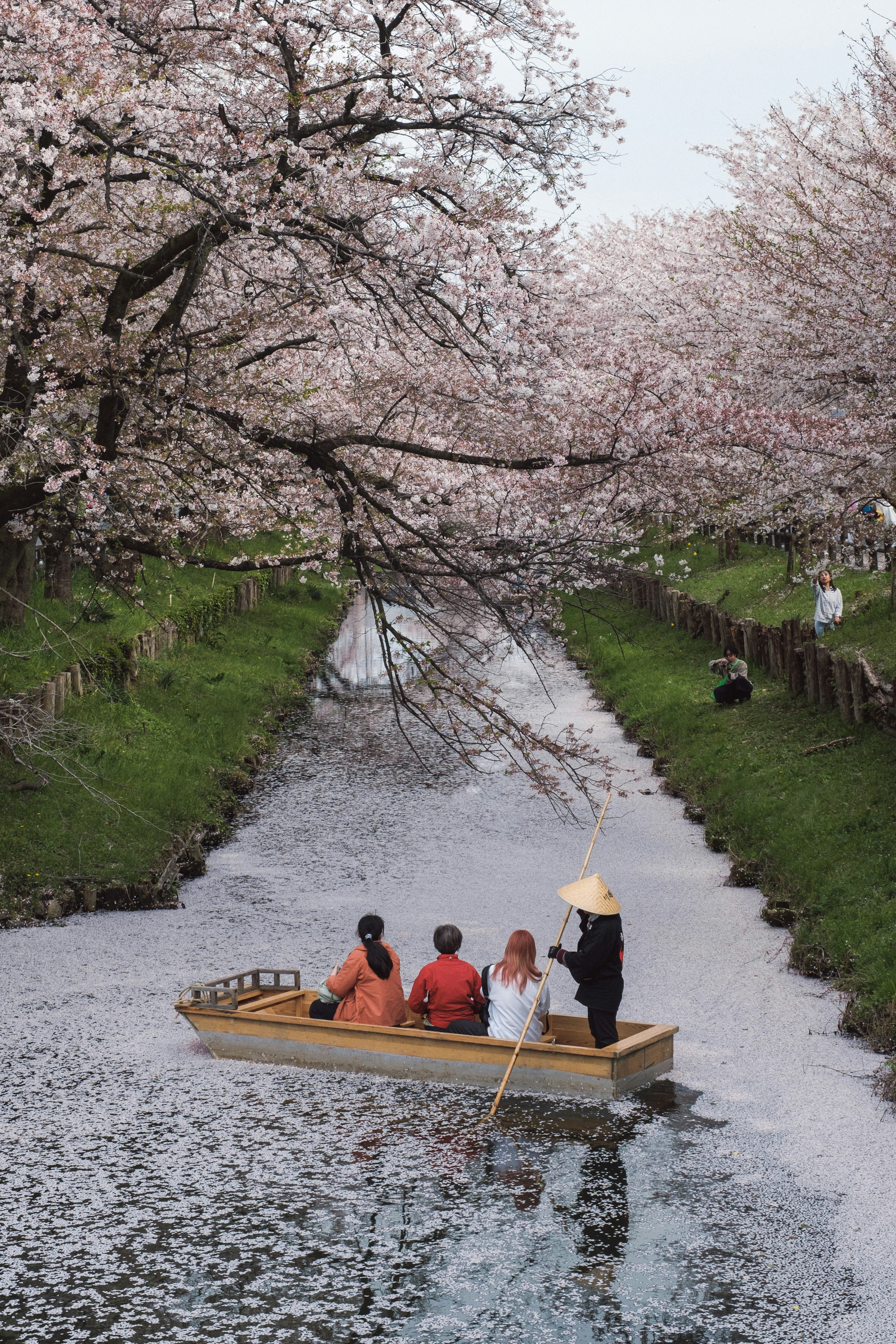 桜の木に囲まれた川を漕ぐ人々のボート